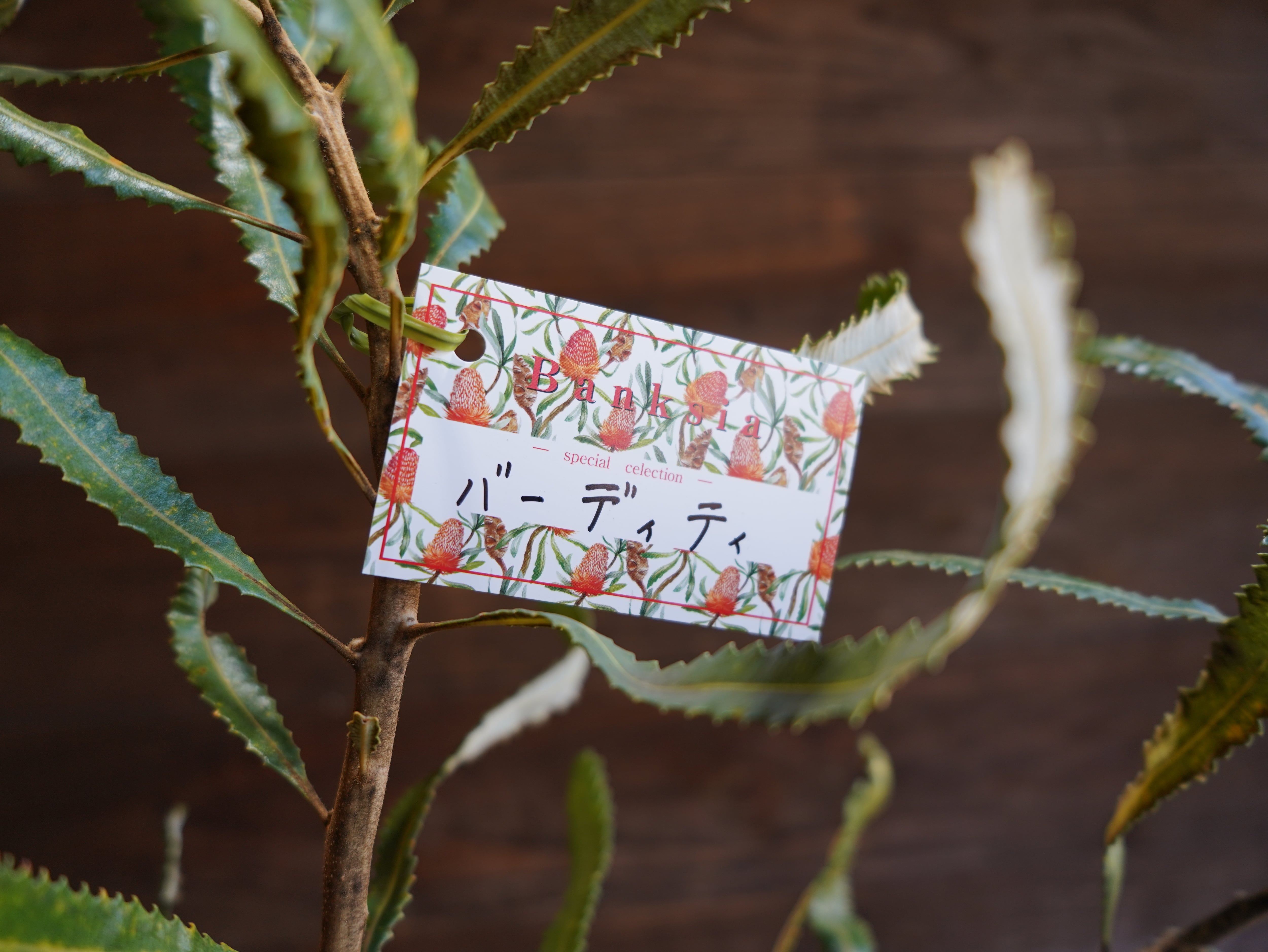 【現物】バンクシア　”バーデッティ”　C