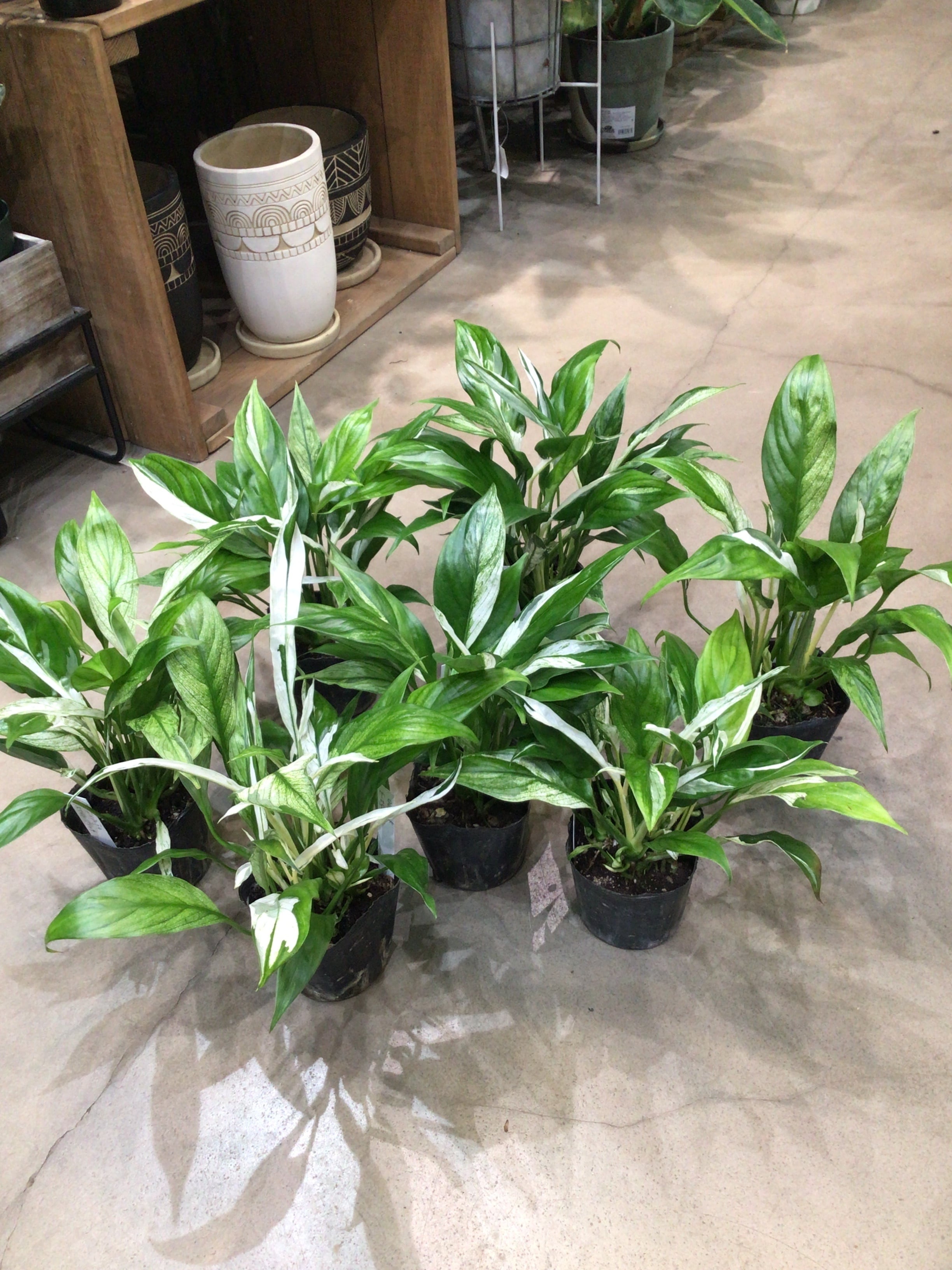 A ホヤ マチルダ バリエガータ | MIDORIYA 観葉植物専門店