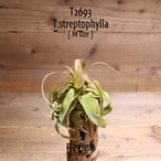 【送料無料】streptophylla M〔エアプランツ〕現品発送T2693