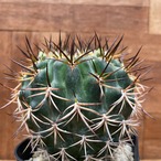 Horridocactus robustus【ホリドカクタス(エリオシケ)・ロブスタス】