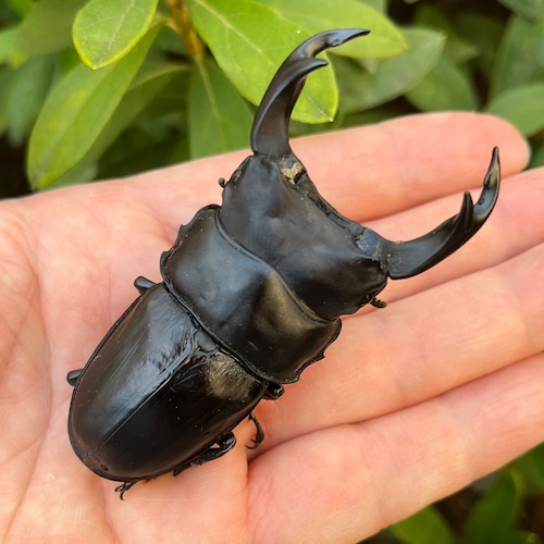 【美形・新成虫】佐賀県神埼郡神埼町産”オオクワガタペア(♂76mm) # 815311−101