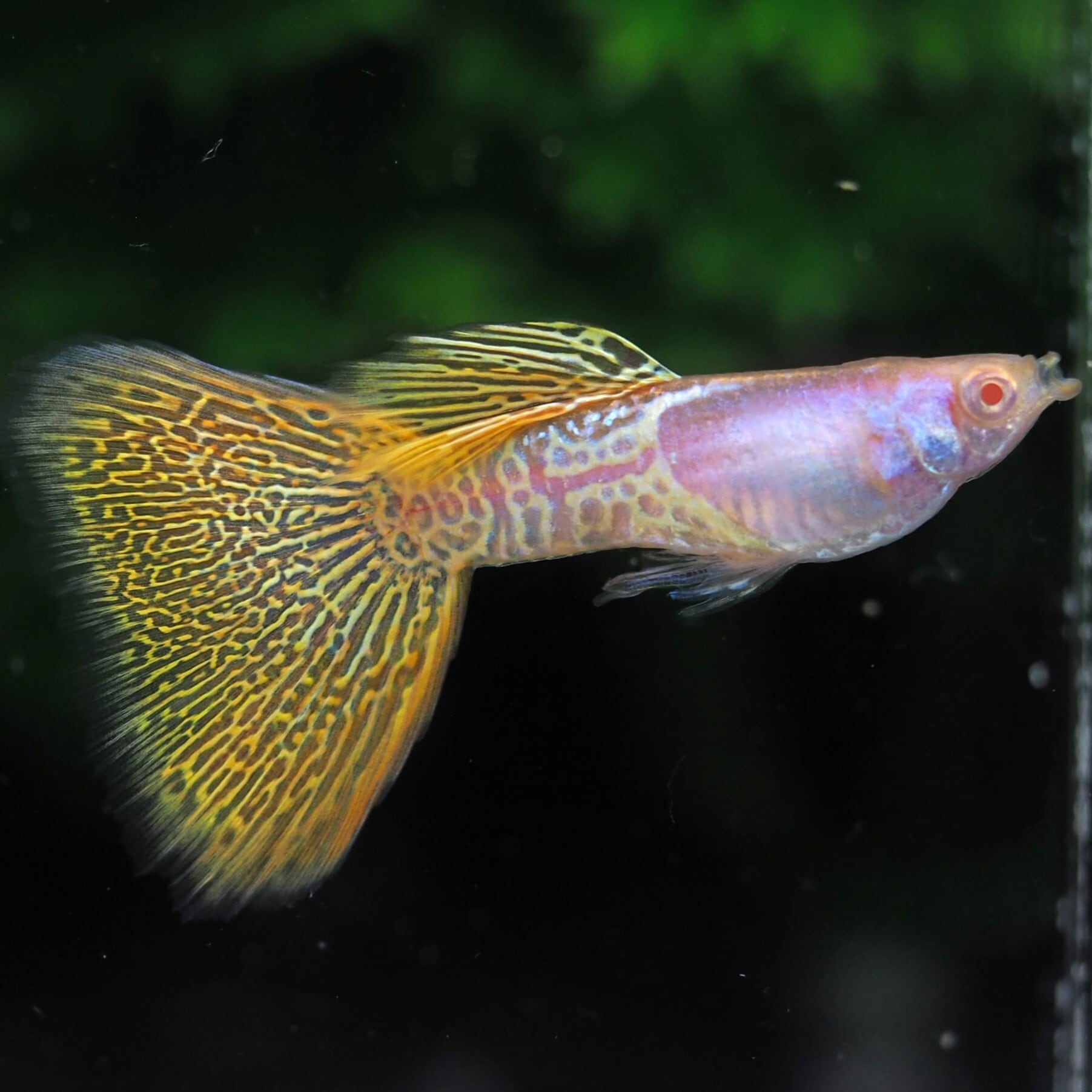 GUPPY | 伊豆グッピーファーム