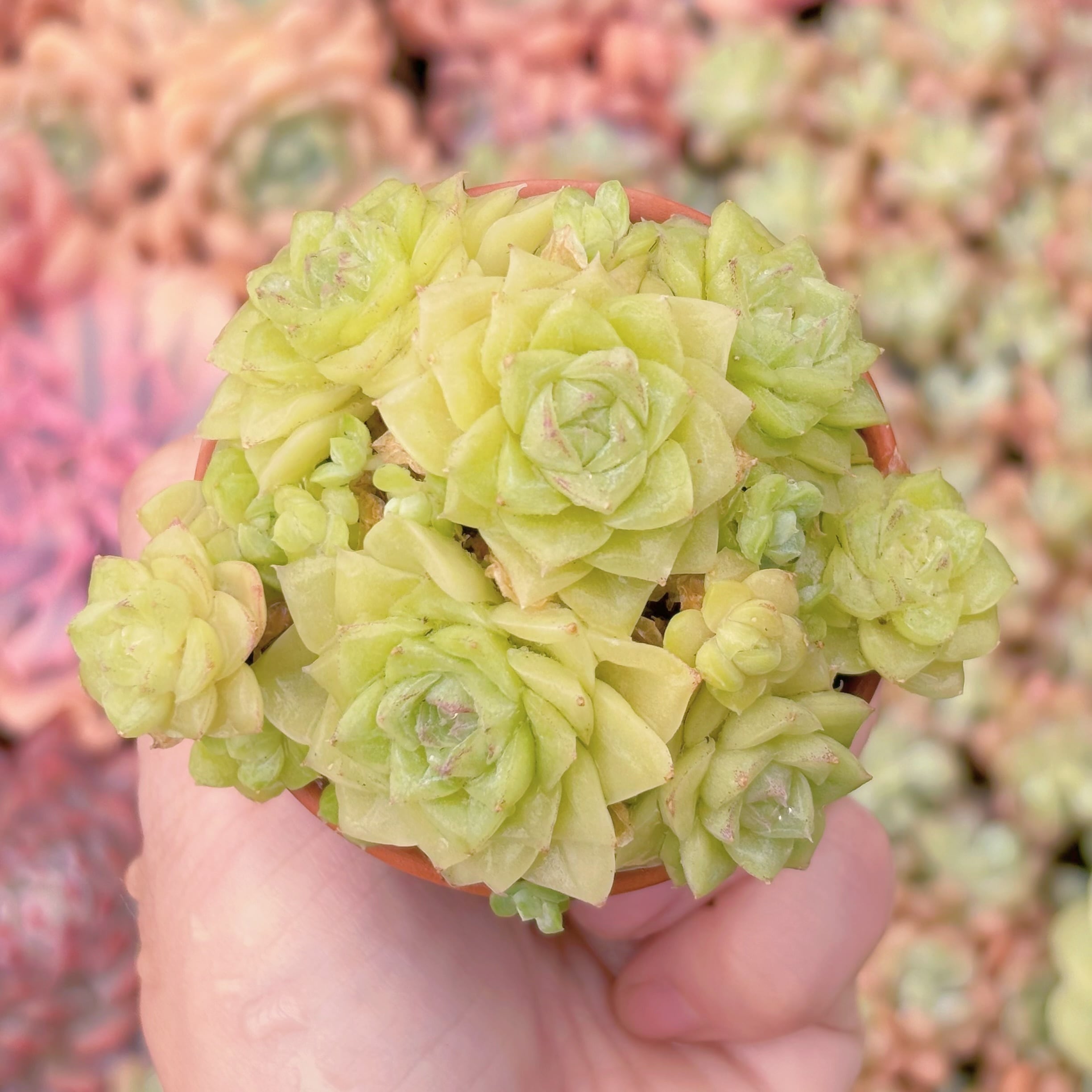 多肉植物　ホワイトスワン　群生　新入荷　るる農園