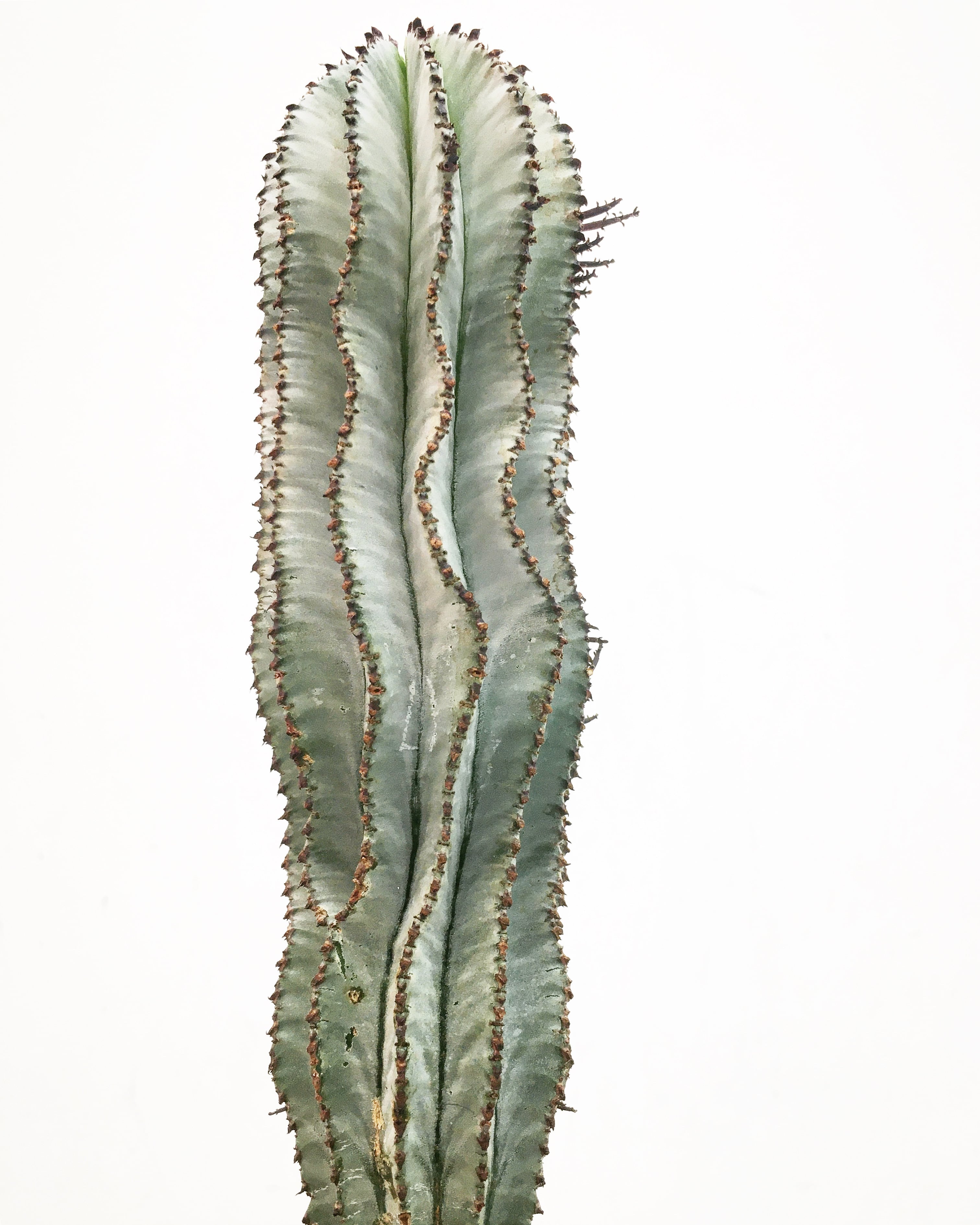 ユーフォルビア ポリゴナ スノーフレーク Euphorbia polygona ユーフォルビア ポリゴナ スノーフレーク Euphorbia polygona