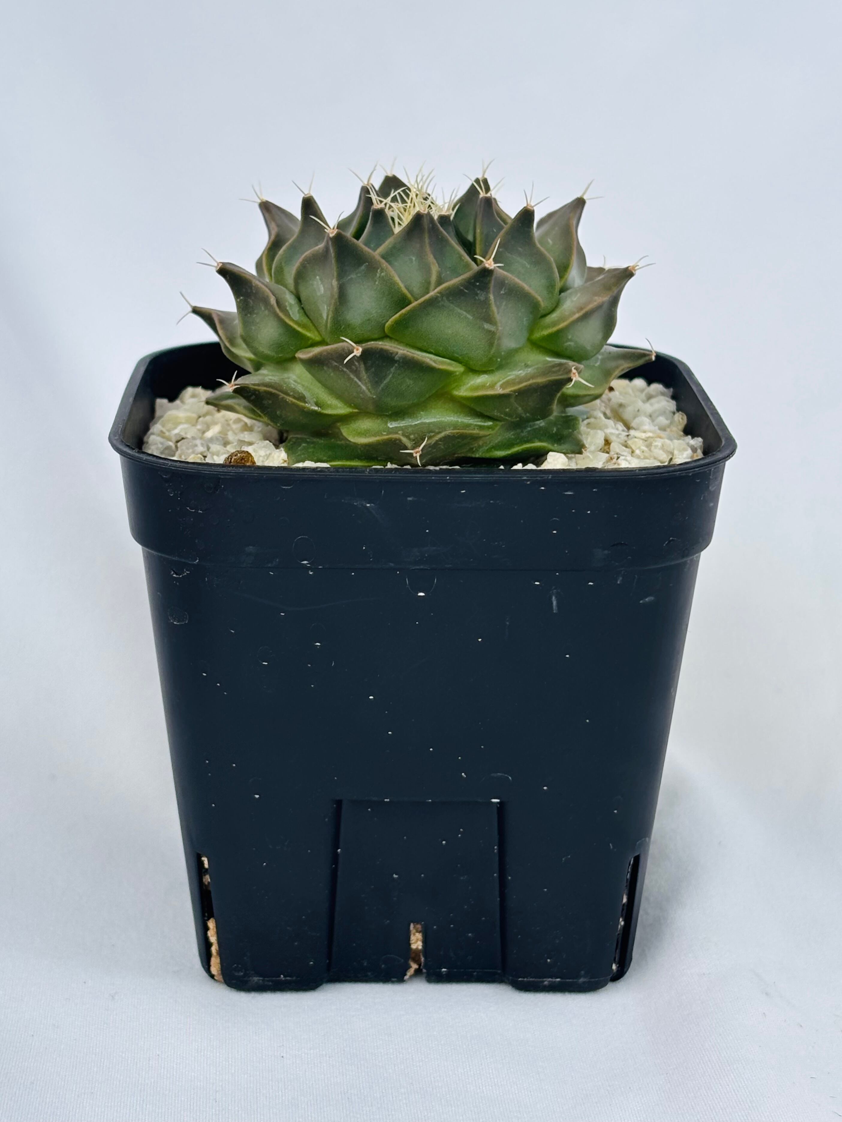 Obregonia denegrii オブレゴニア 大疣帝冠 サボテン | plants MARU