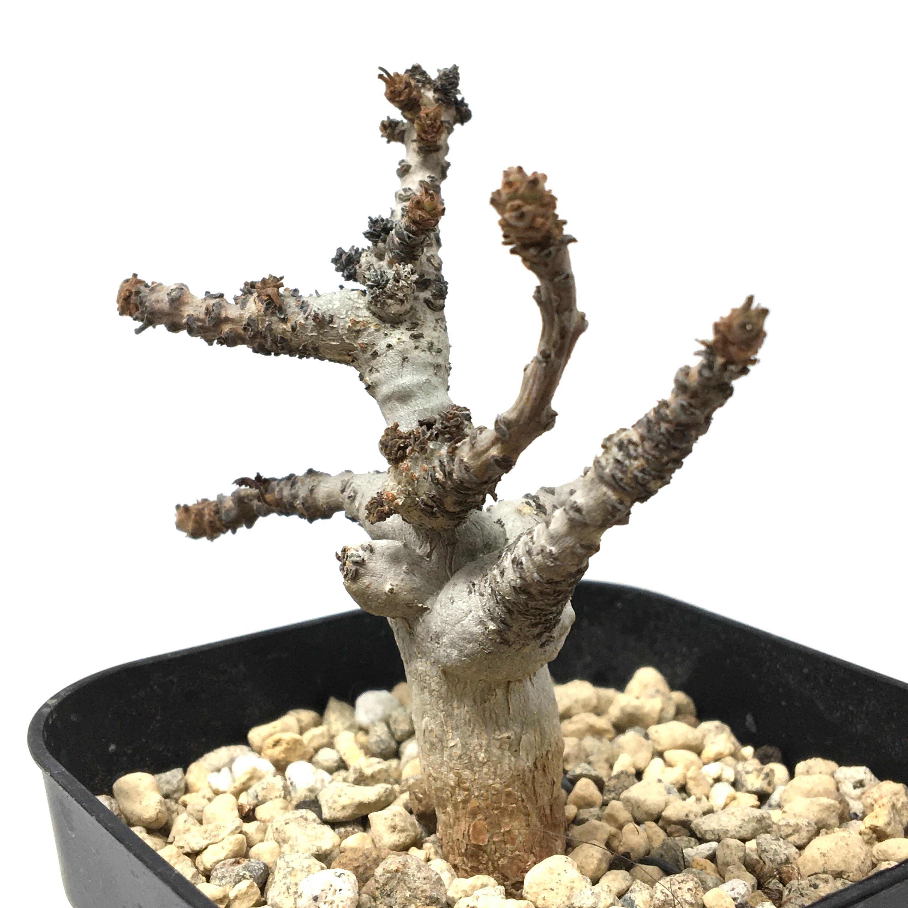 ボスウェリア ナナ（落葉済み）【790】 | PROTOLEAF プロトリーフ