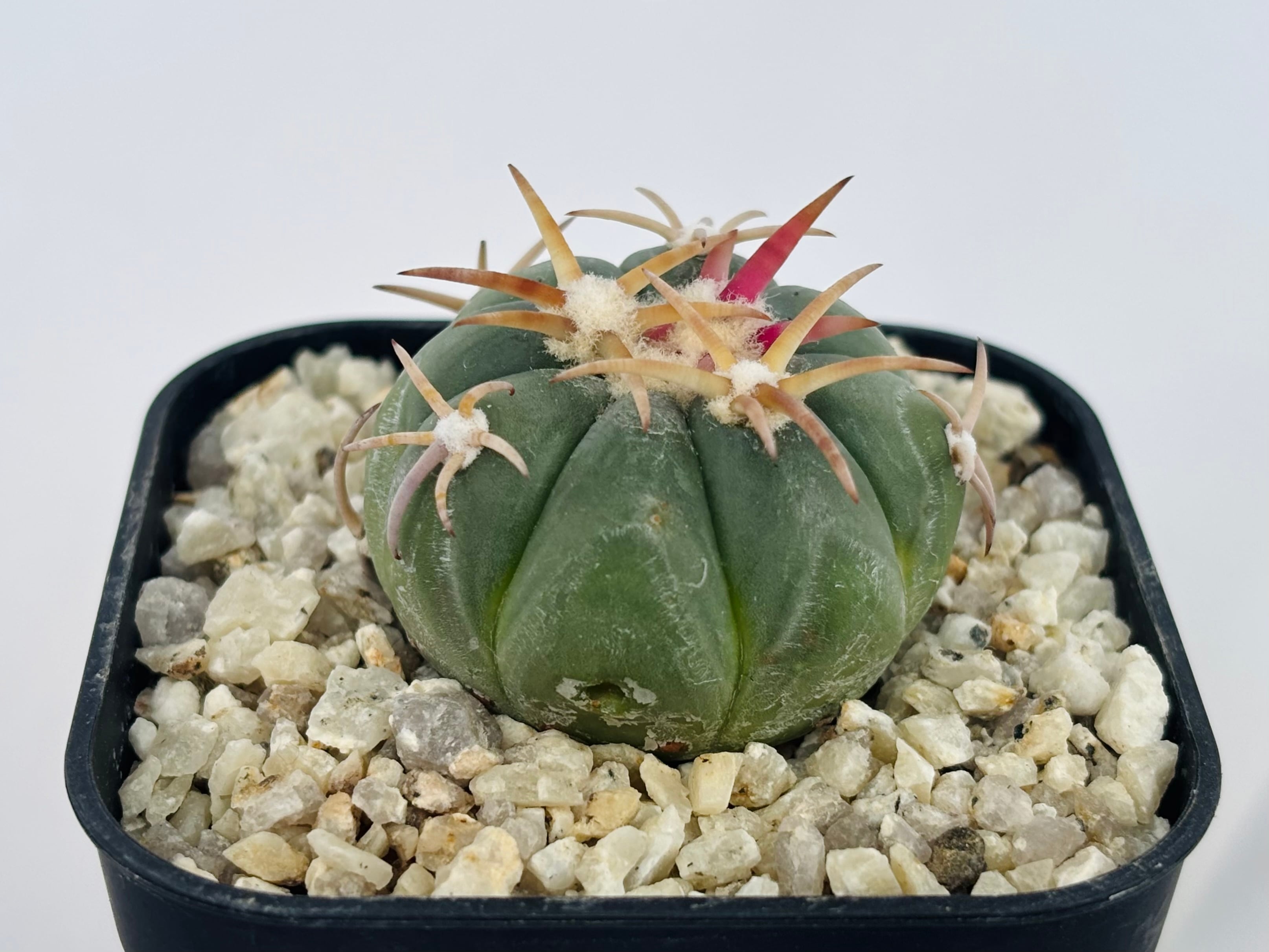 翠平丸⭐︎実生　エキノカクタス　サボテン エキノカクタス 白刺翠平丸 実生 美株 Echinocactus horizonthaloni