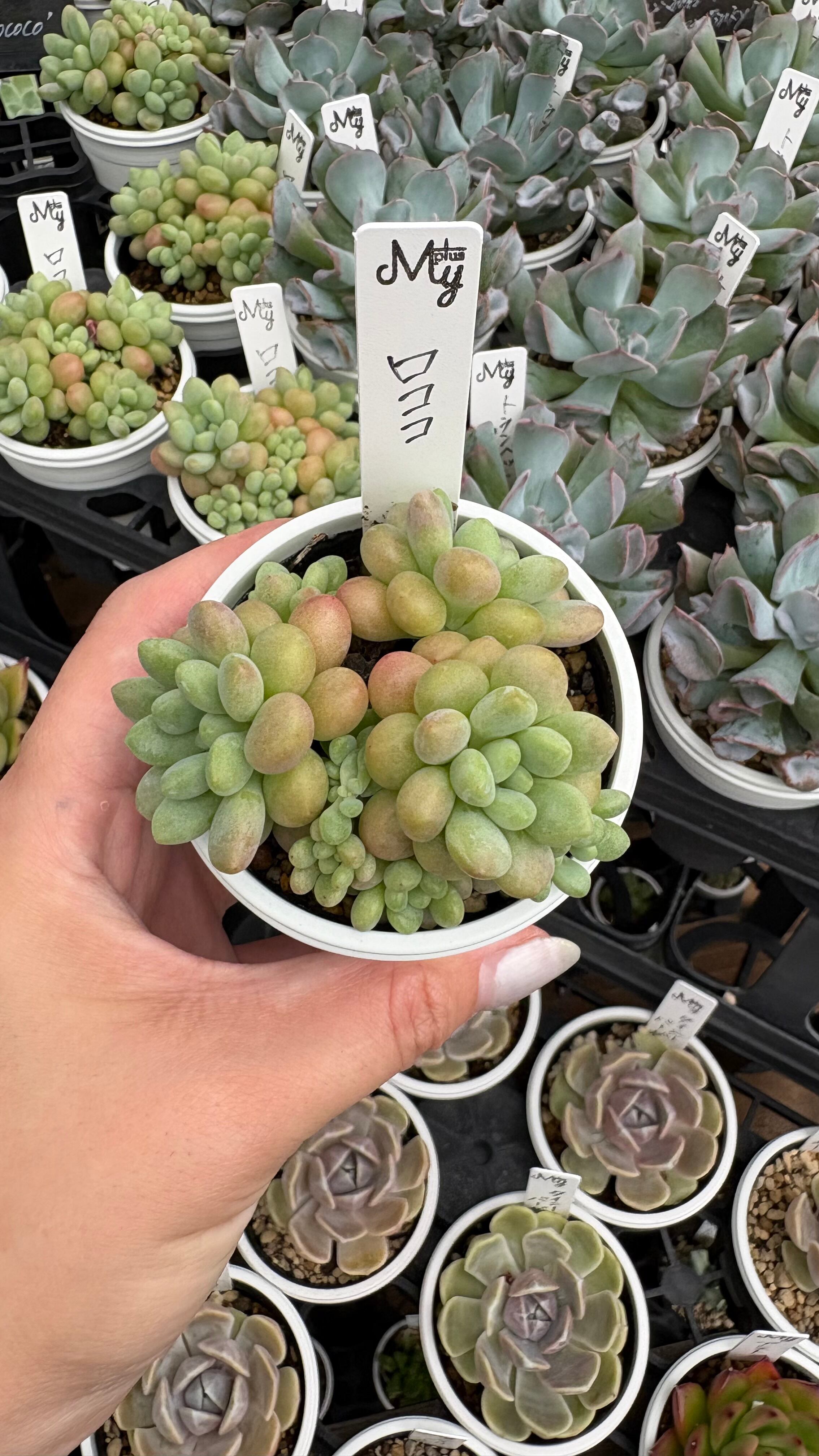 多肉植物専門店MYplus