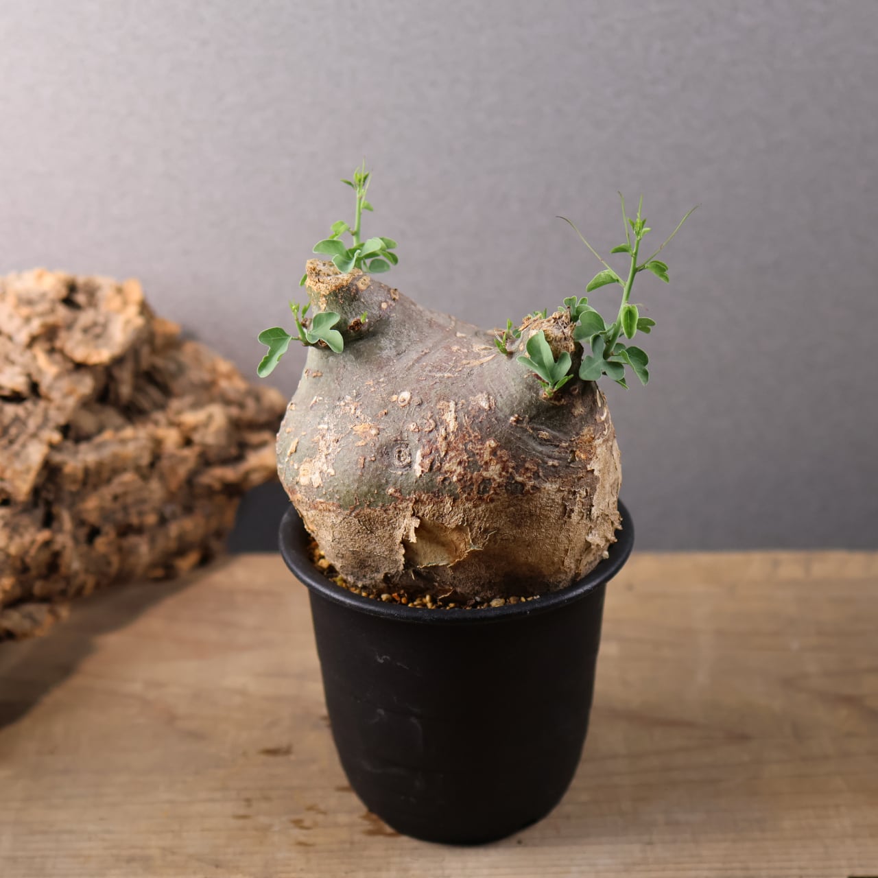 635『ハオルチア 三仙寿錦』観葉植物【送料無料】 | MARX PLANTS