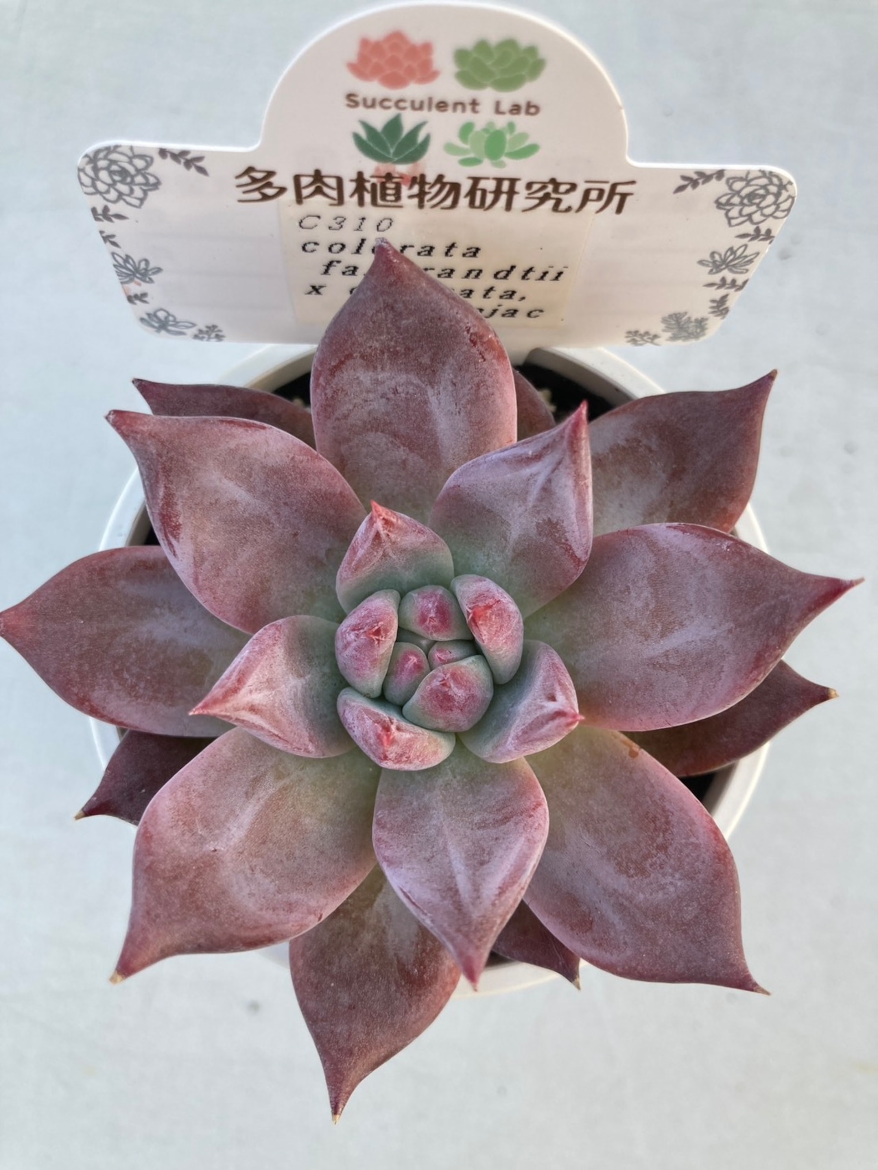 【現物商品】ブランディティ x アテマハック