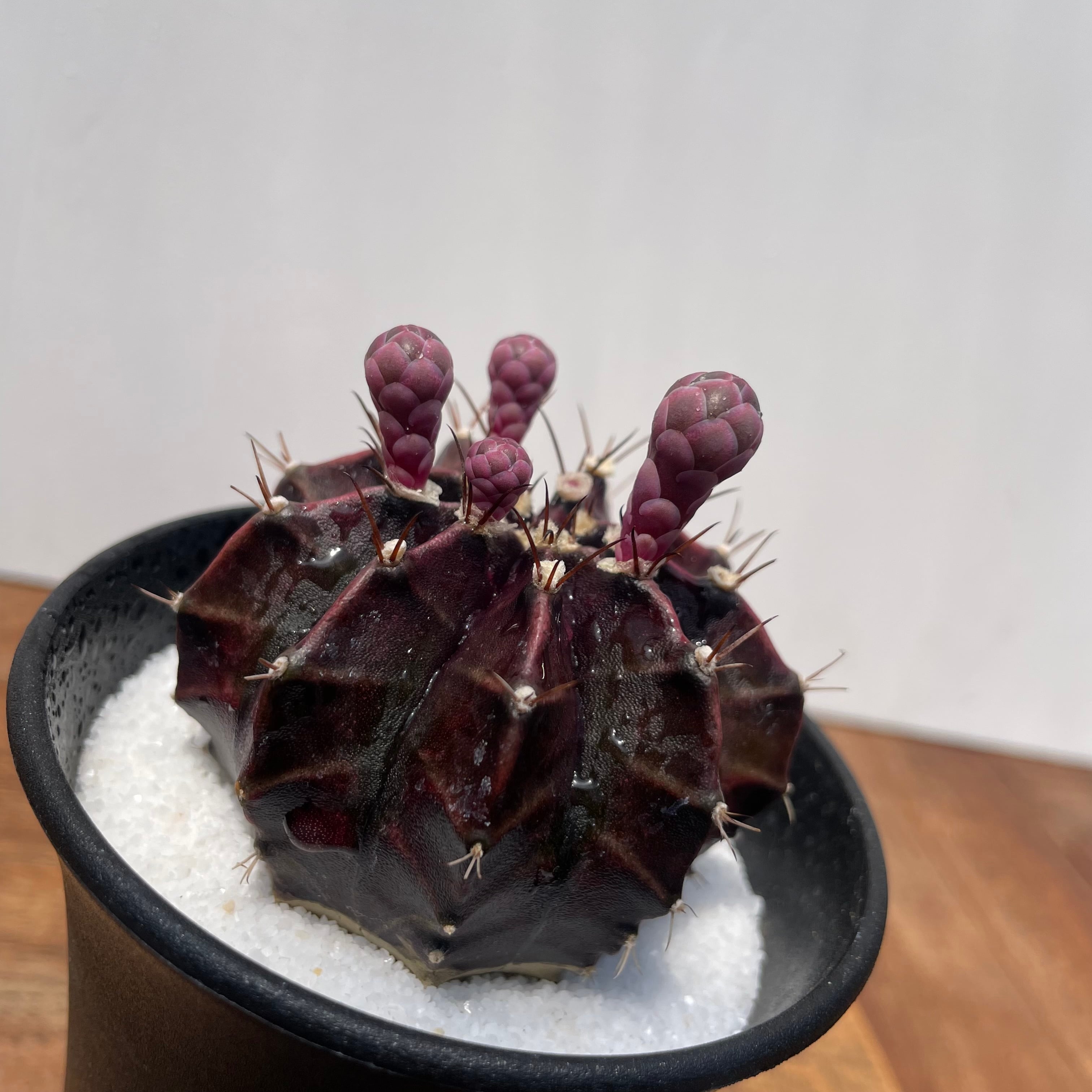 Gymnocalycium friedrichii LB hyb【ギムノカリキウム・LB特黒肌