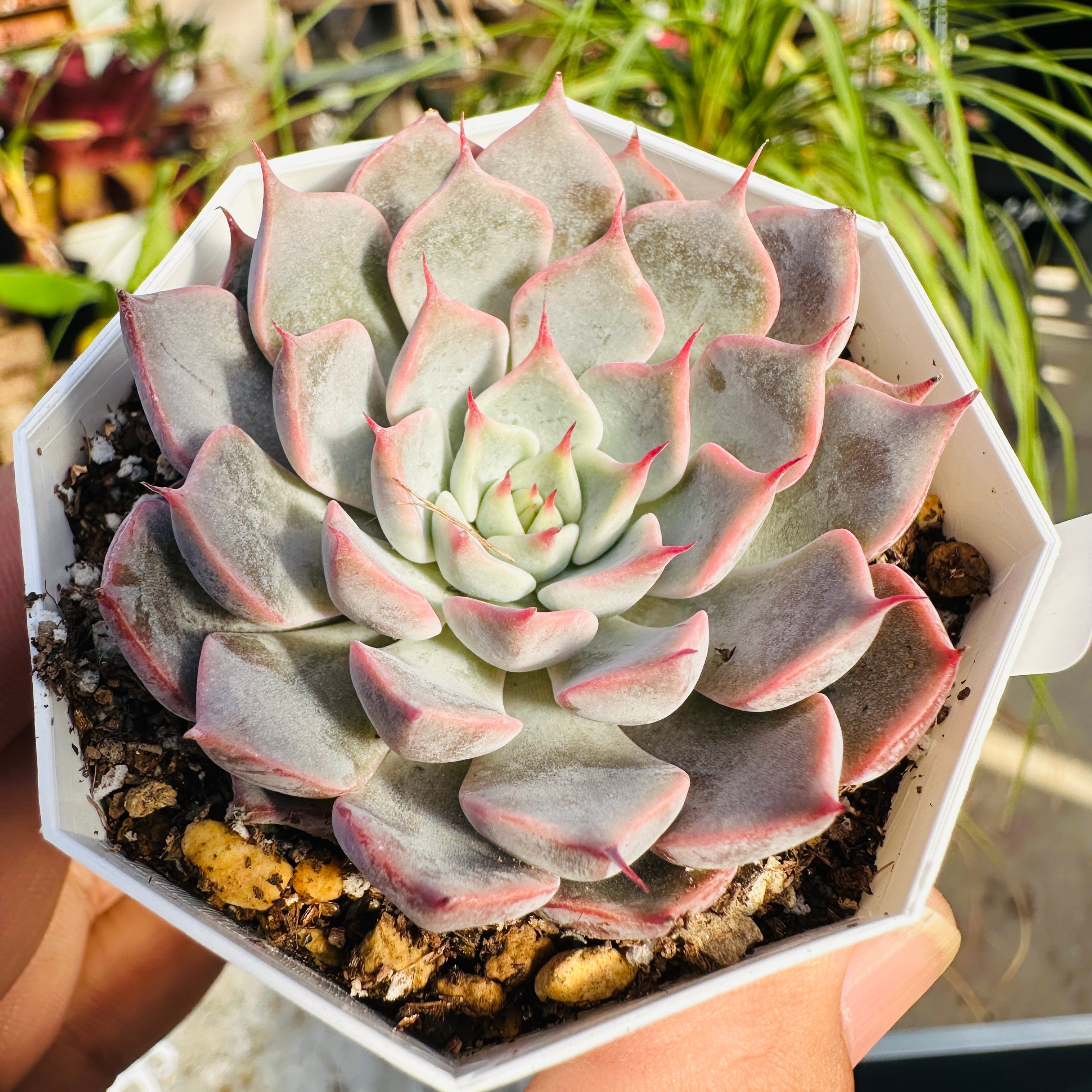 多肉植物 TOMOZOUEN