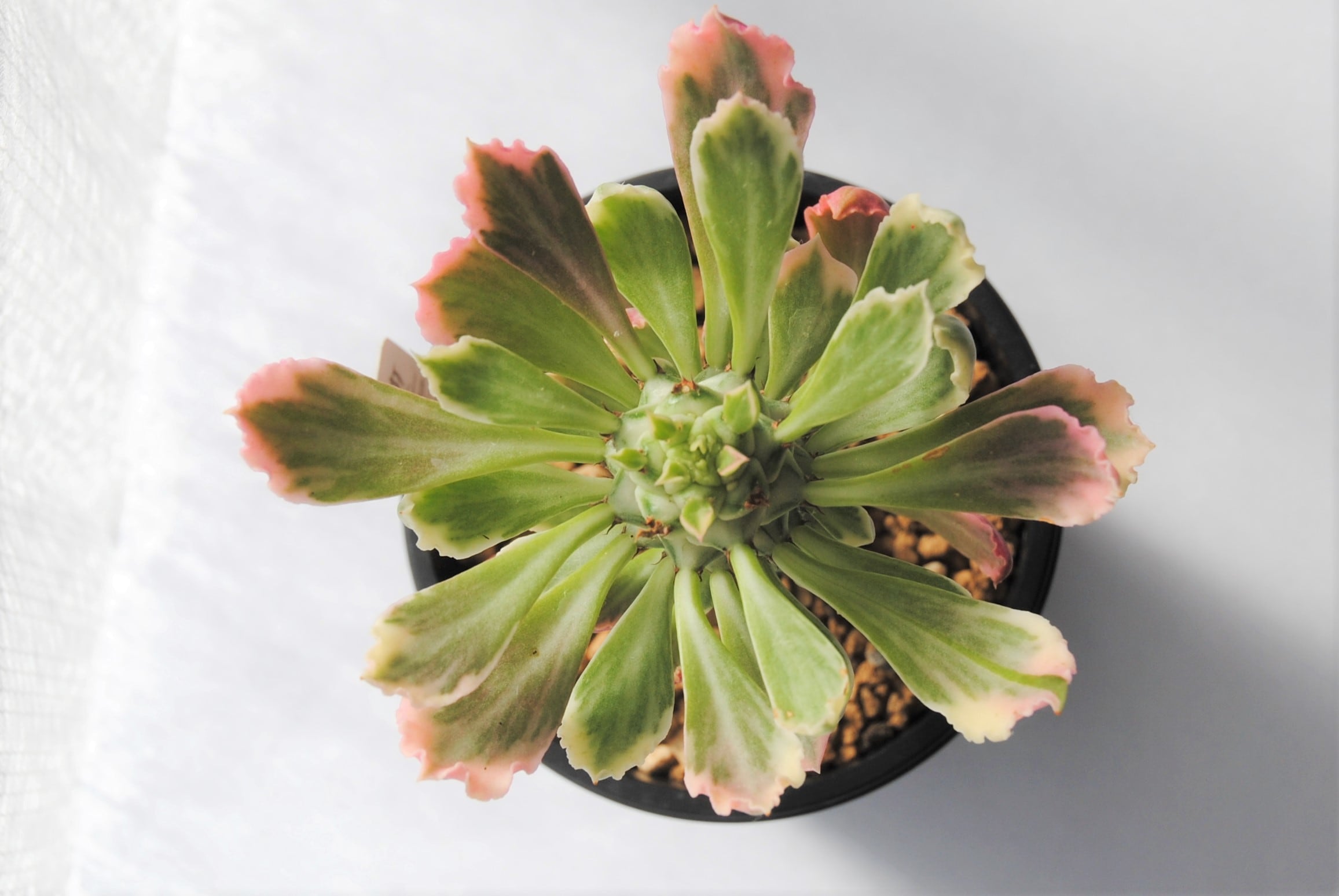 Monadenium モナデニウム | plants MARU ーサボテン・多肉植物のお店ー