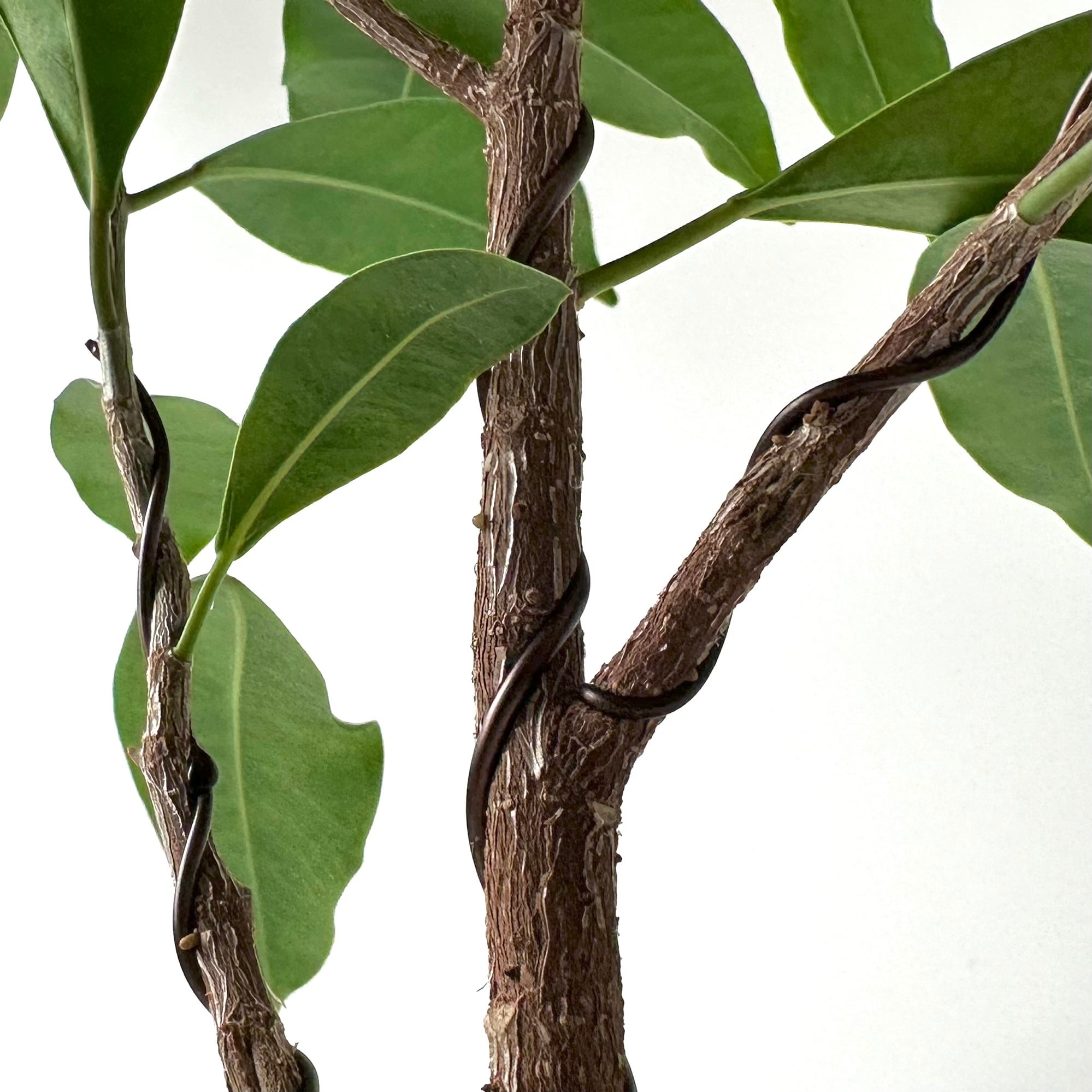 ガジュマル（針金仕立）｜沖縄 | 白昼堂々. - 観葉植物専門のEC通販サイト