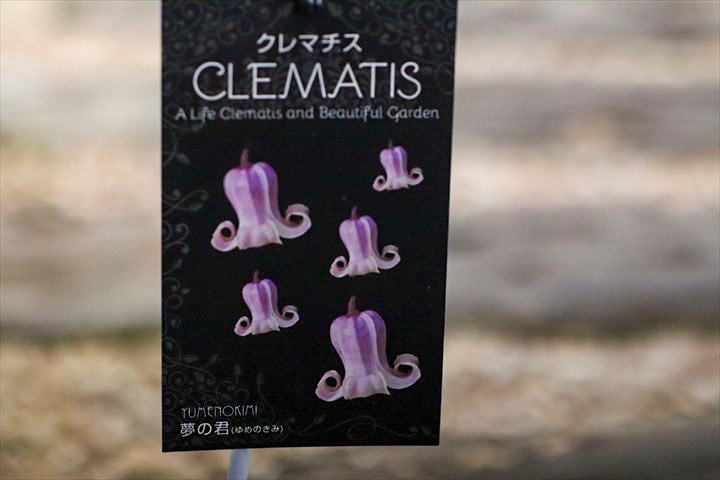 ｸﾚﾏﾁｽ】夢の君 | オニ通
