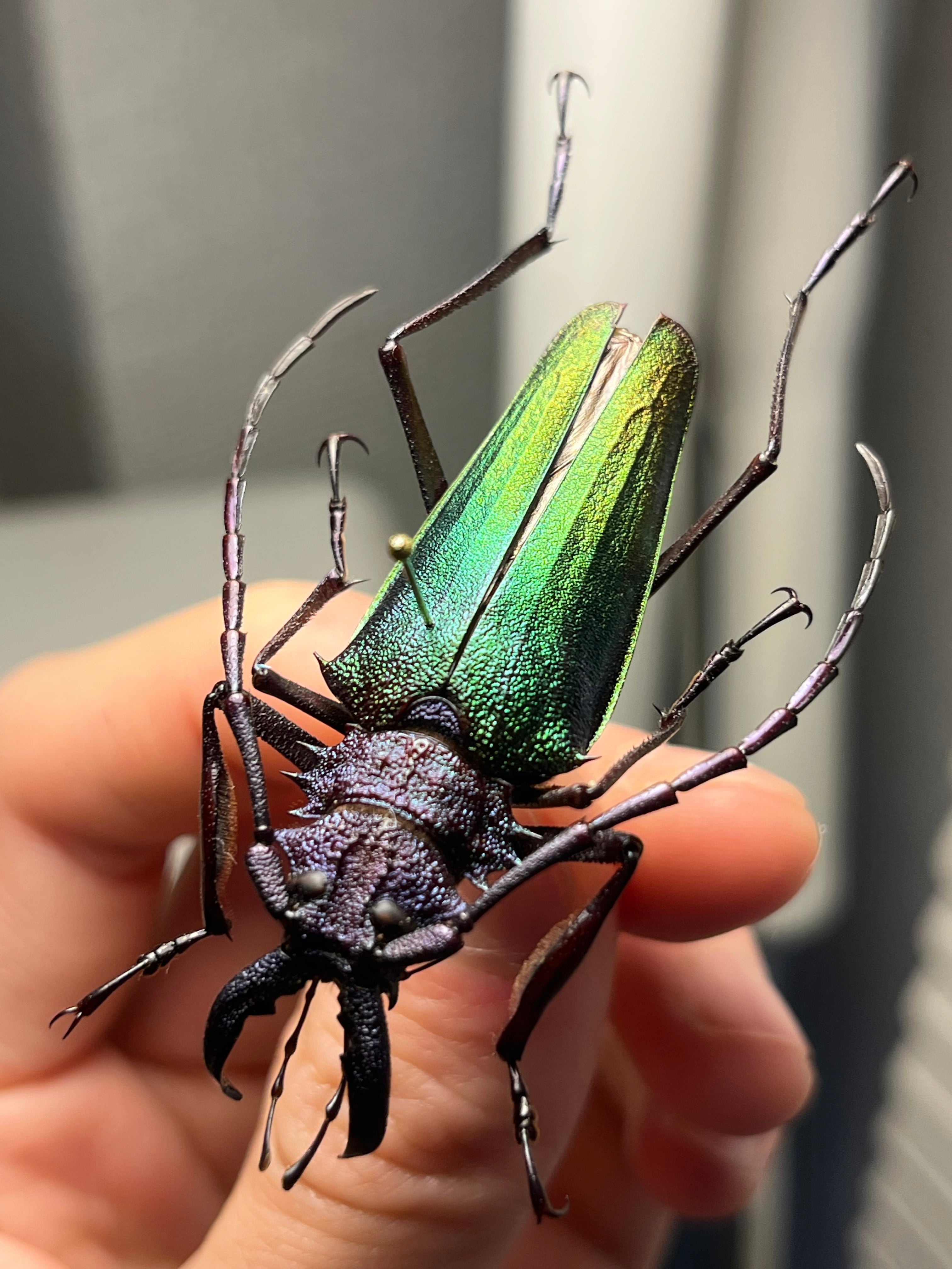 青緑黄】ルリオニカミキリ ムラサキオニノコギリカミキリ