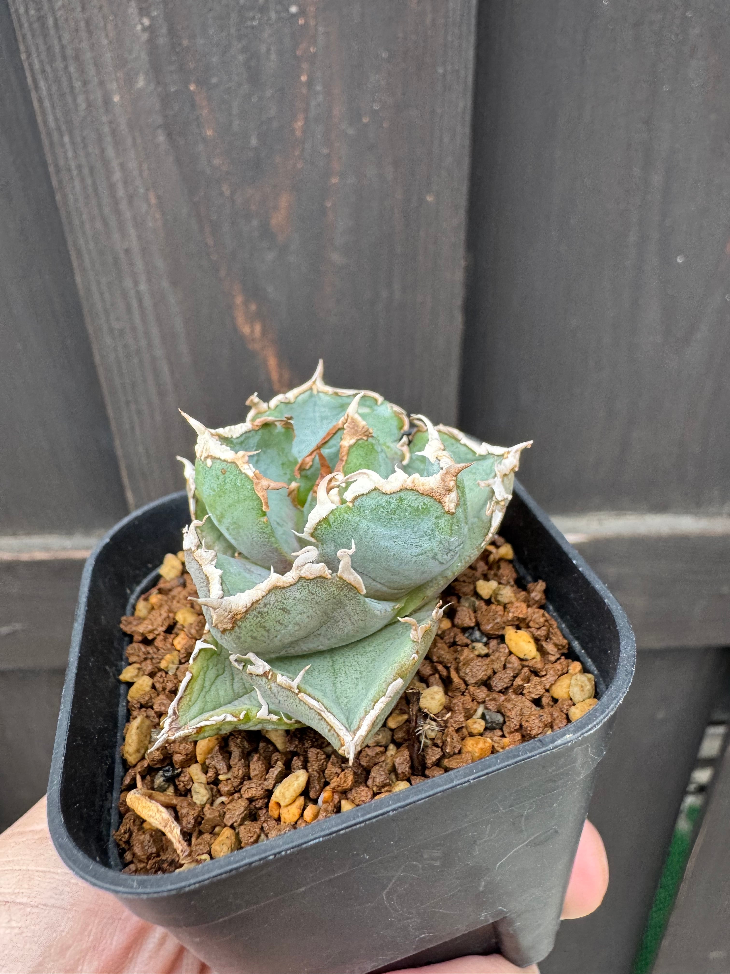 新着】Agave titanota 清桜【極上のOC苗】アガベ チタノタ '清櫻' from