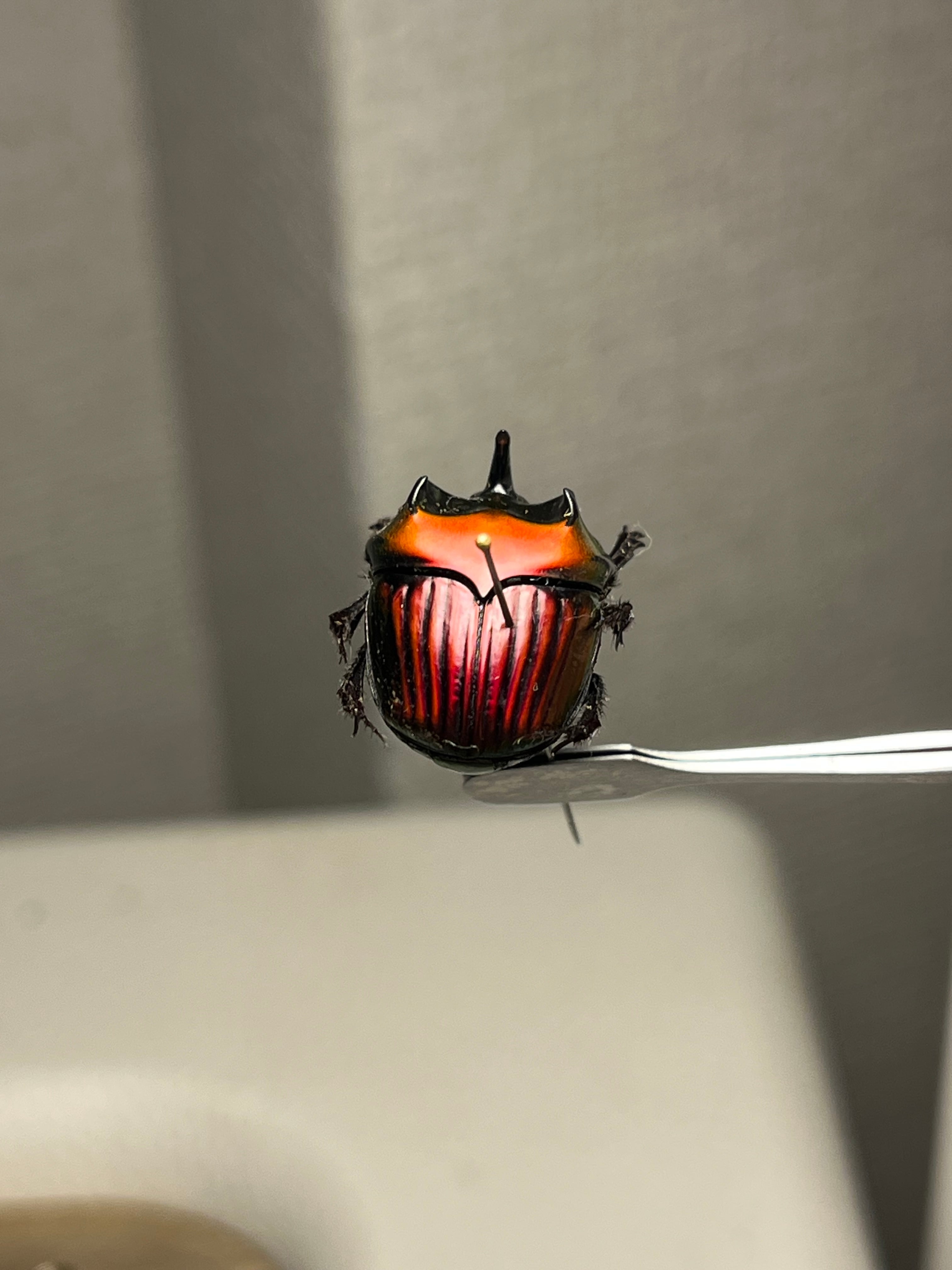 極美真紅】アカツヤダイコクコガネ フンチュウ糞虫昆虫標本甲虫