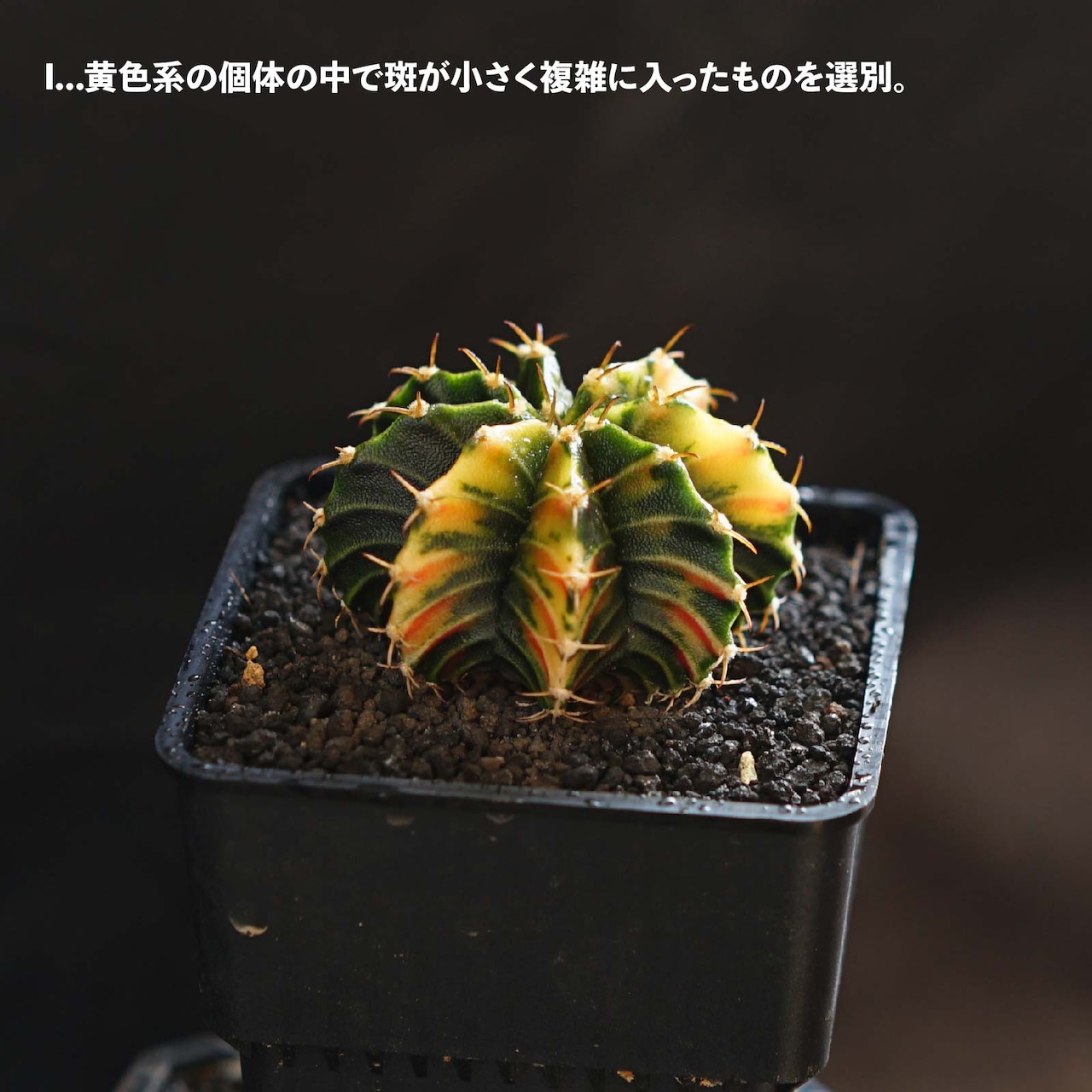 選べるカット苗 LB2178交配錦 Gymnocalycium 'LB2178 Hybrid Variegated'