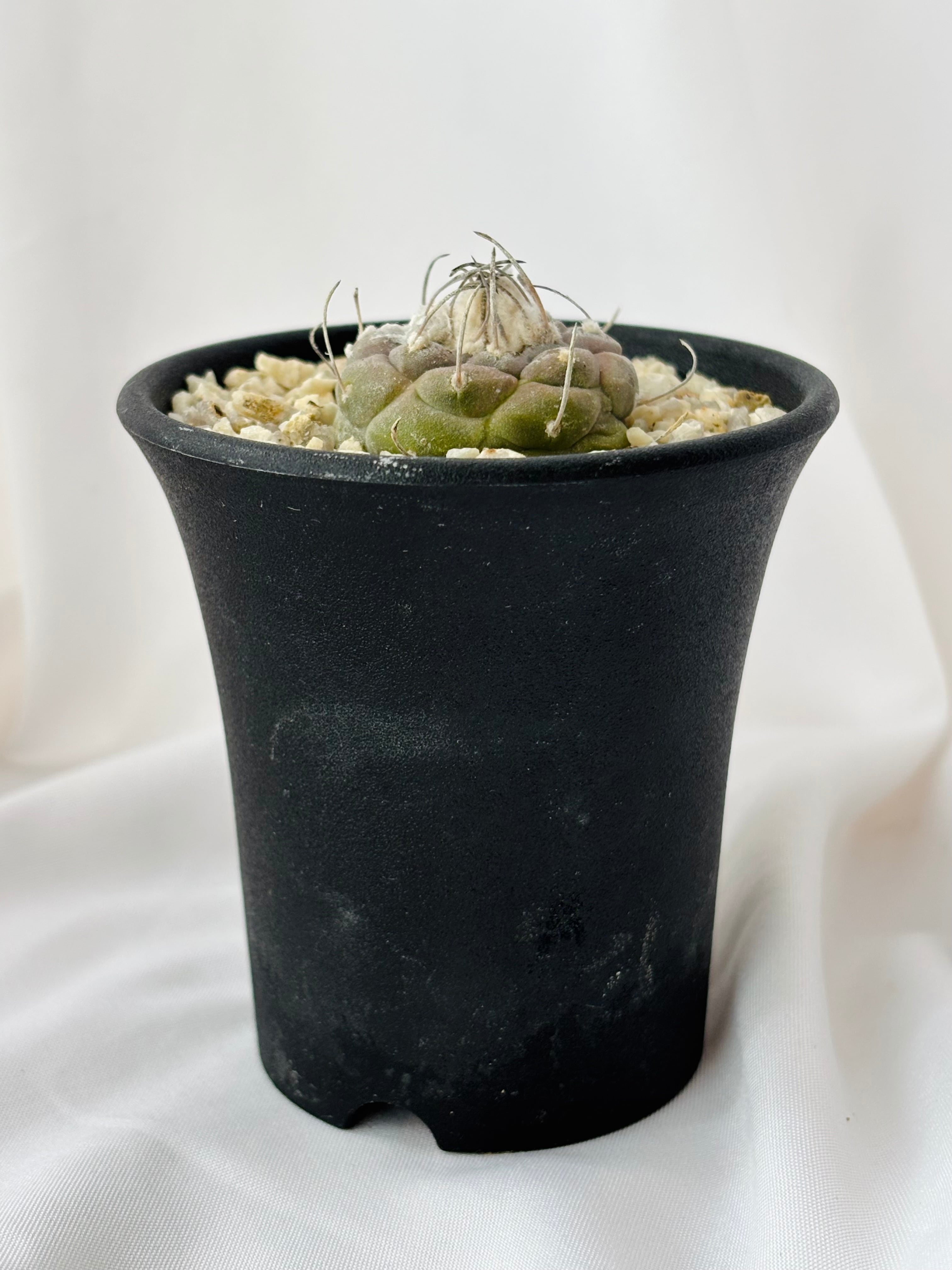 Turbinicarpus jauernigii ツルビニカルプス ハウエルニギー サボテン