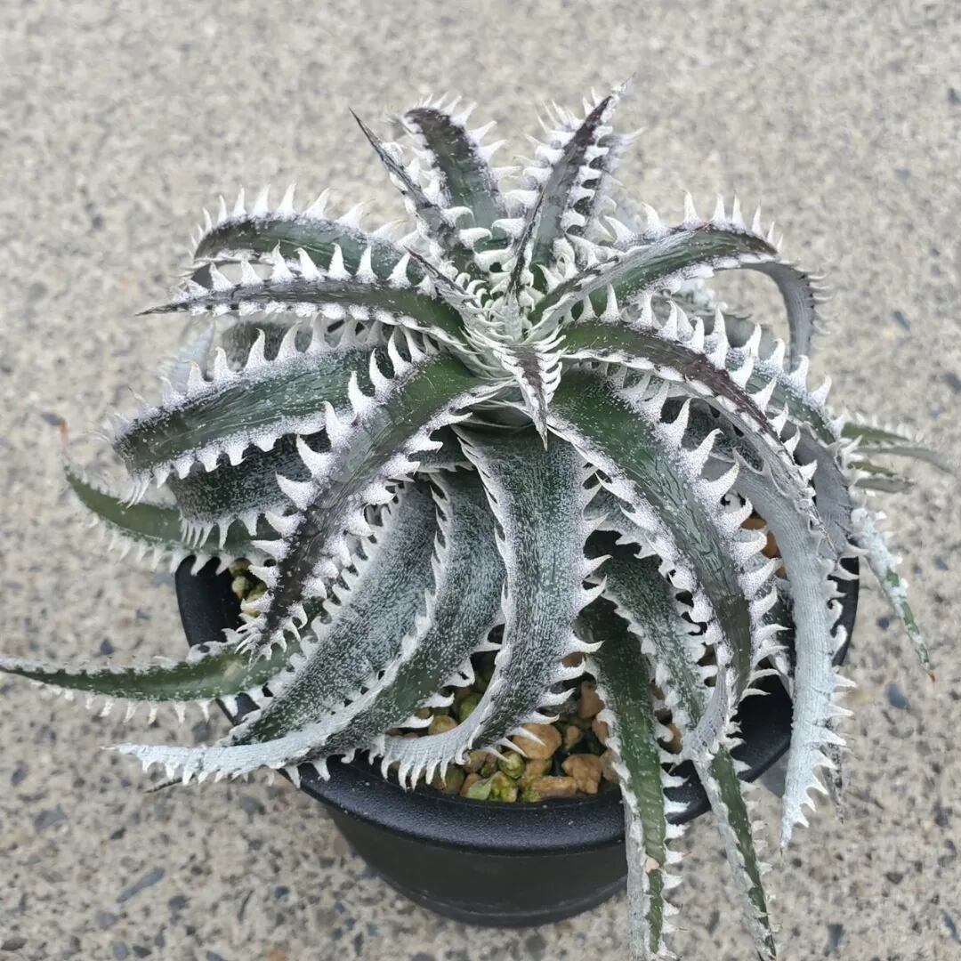 大会構築 クシャトリラデッキ アライズハート ディアブロシス ティフォン 遊戯王 クシャトリラ デッキ 大会構築 - メルカリ