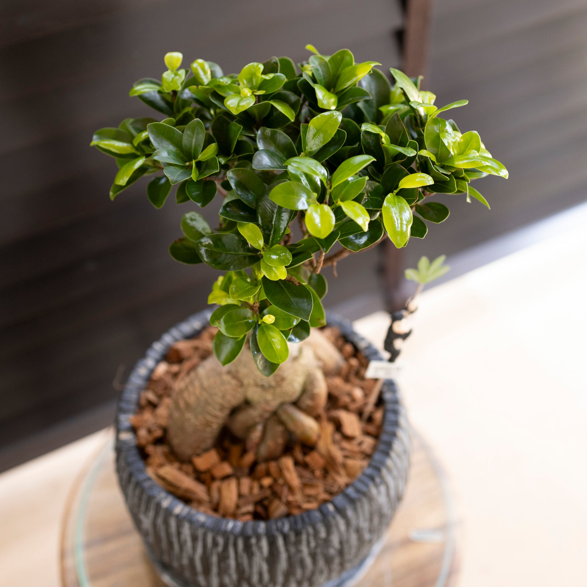 運気UP ガジュマルの木 7号 陶器鉢 ピック付 観葉植物 ガジュマル 多幸