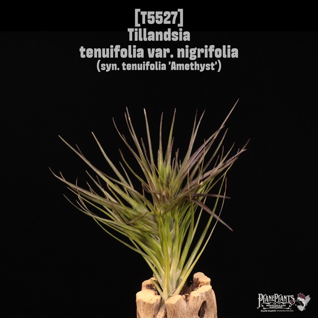 【送料無料】tenuifolia var. nigrifolia〔エアプランツ〕現品発送T5526