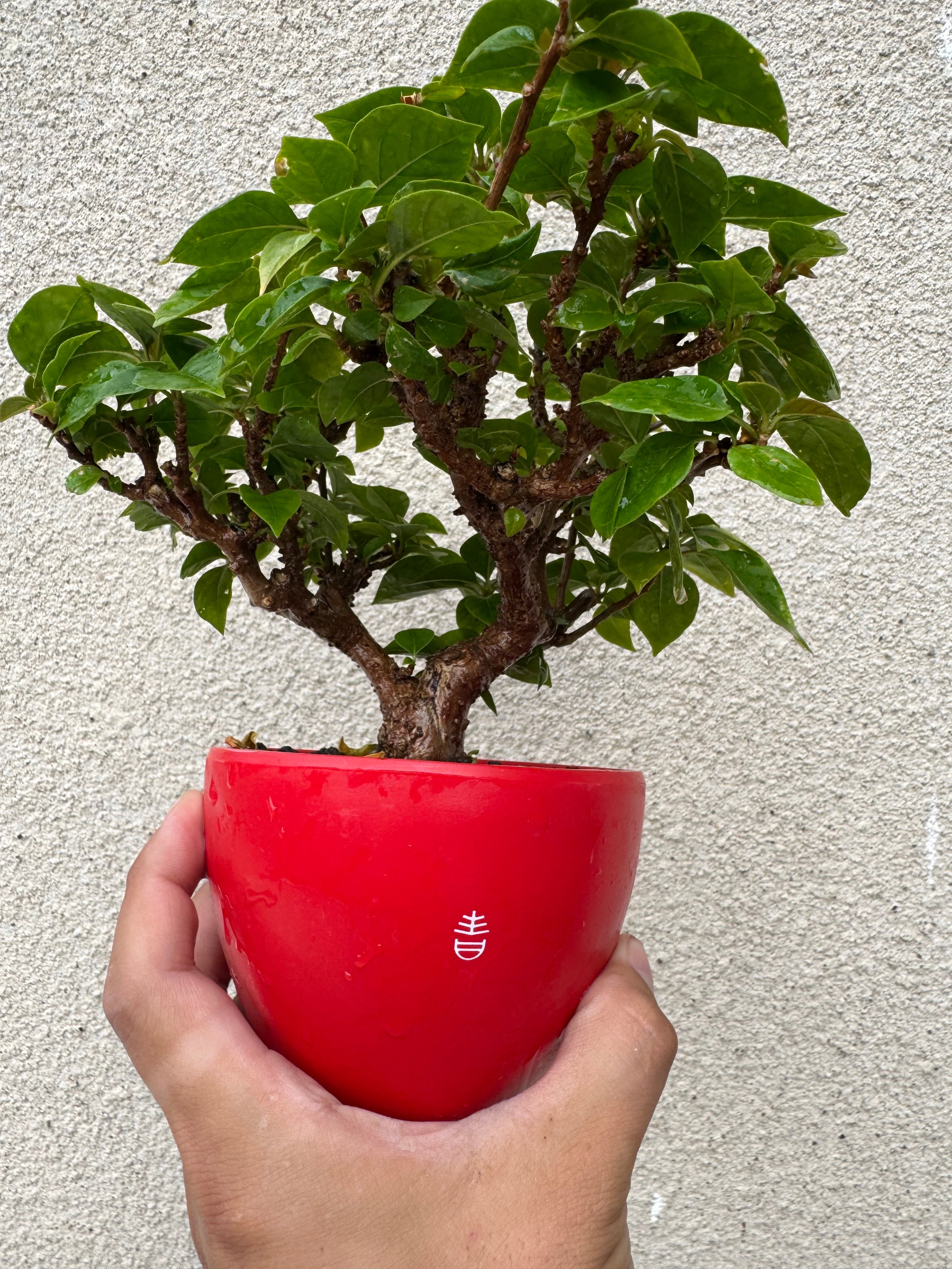 琉球盆栽】ブーゲンビリア × ボクタノ鉢【ありがとう価格】 | 青坊主