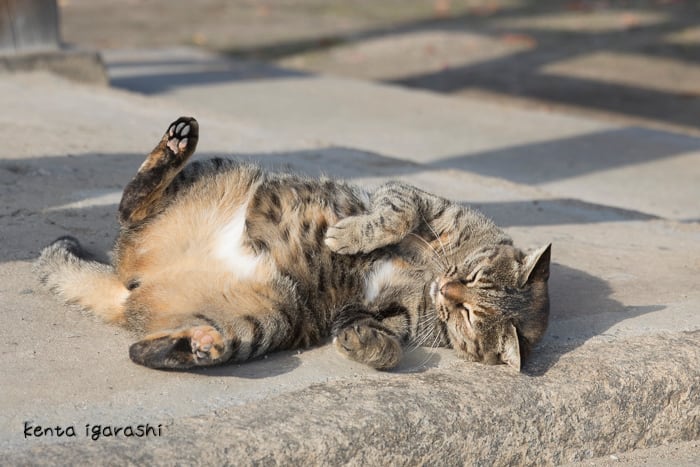 瀬戸内海の猫が教えてくれた、だらりのらりと生きる術」DVD付き写真集