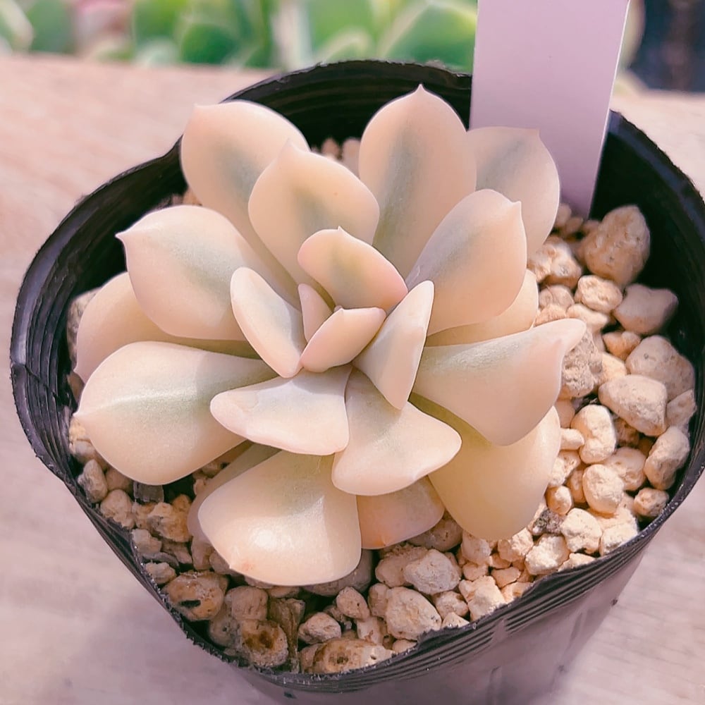 多肉植物 キュービックフロスティー錦 抜き苗