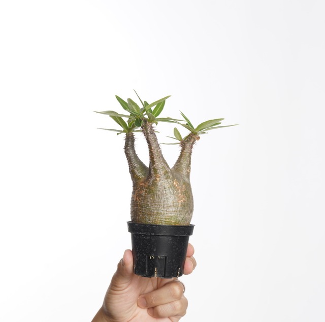 パキポディウム グラキリス no.3〈発根済み〉