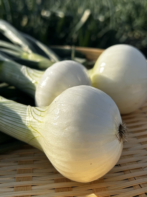 「春一番！ナマフル（生フルーツオニオン）3kg 画像