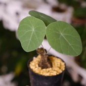 Stephania kaweesakii / ステファニア・カウィーサキ⑯ / 観葉植物<育て方・花言葉>