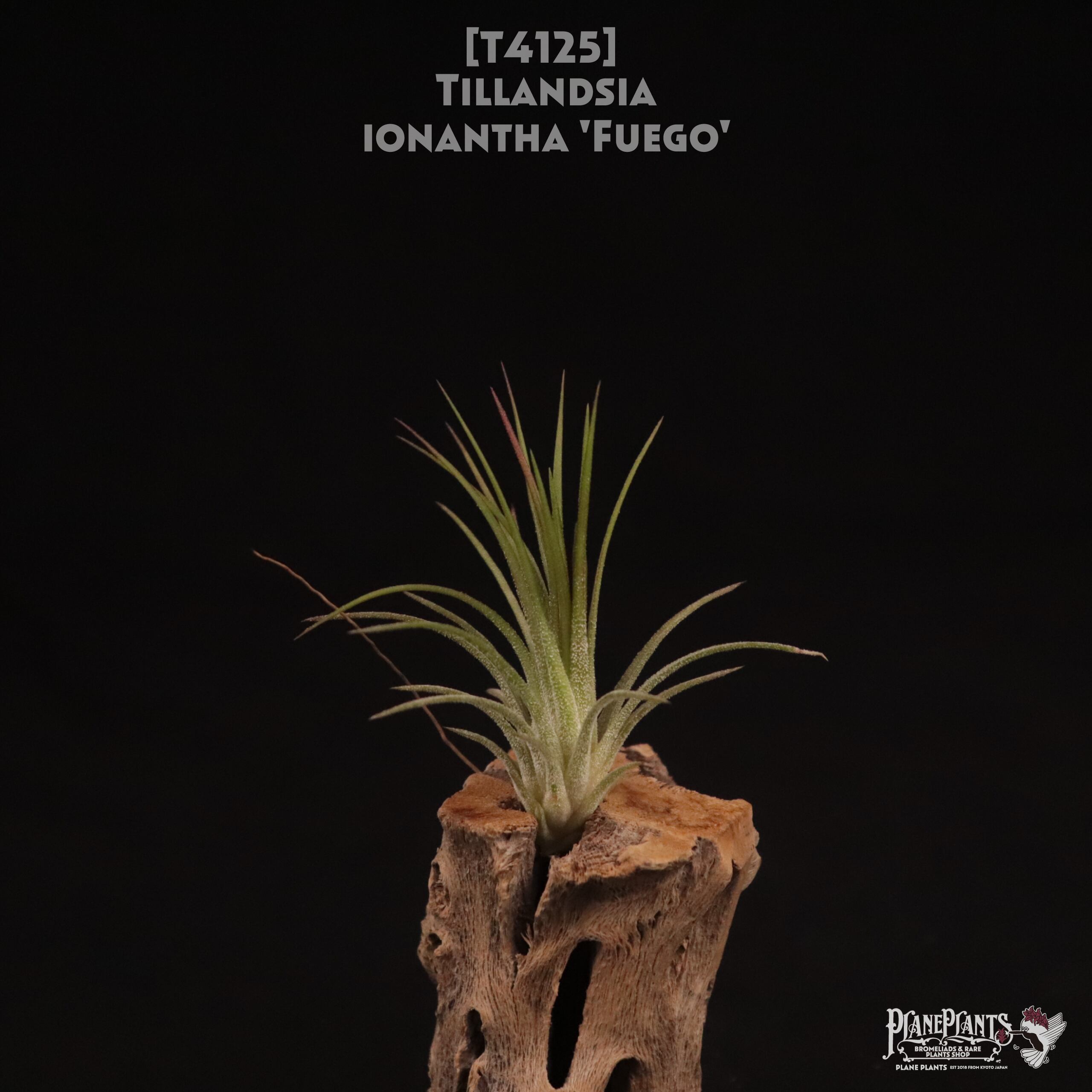 【送料無料】ionantha 'Fuego'〔エアプランツ〕現品発送T4125