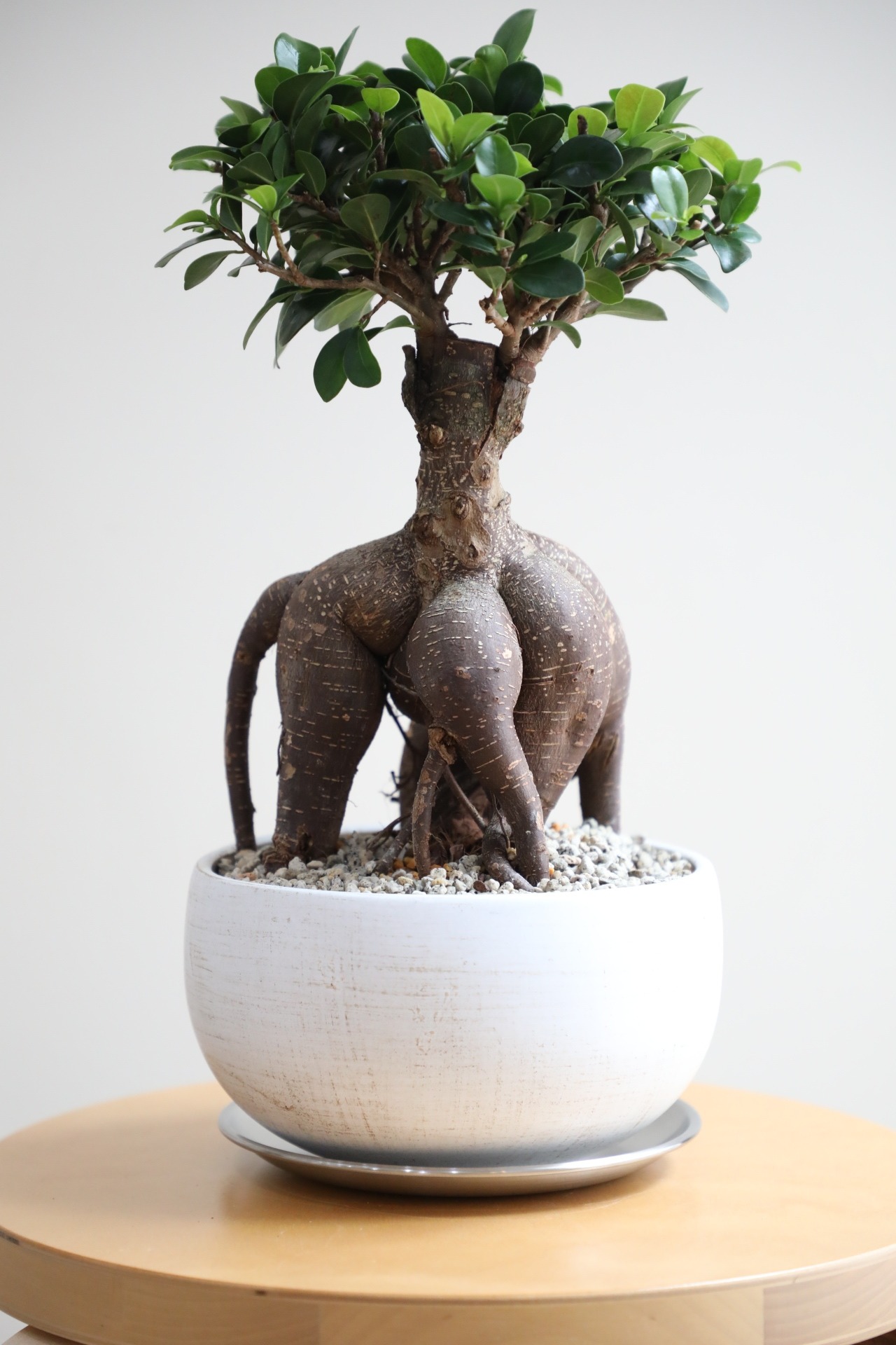 【M】ガジュマル/Ficus microcarpa