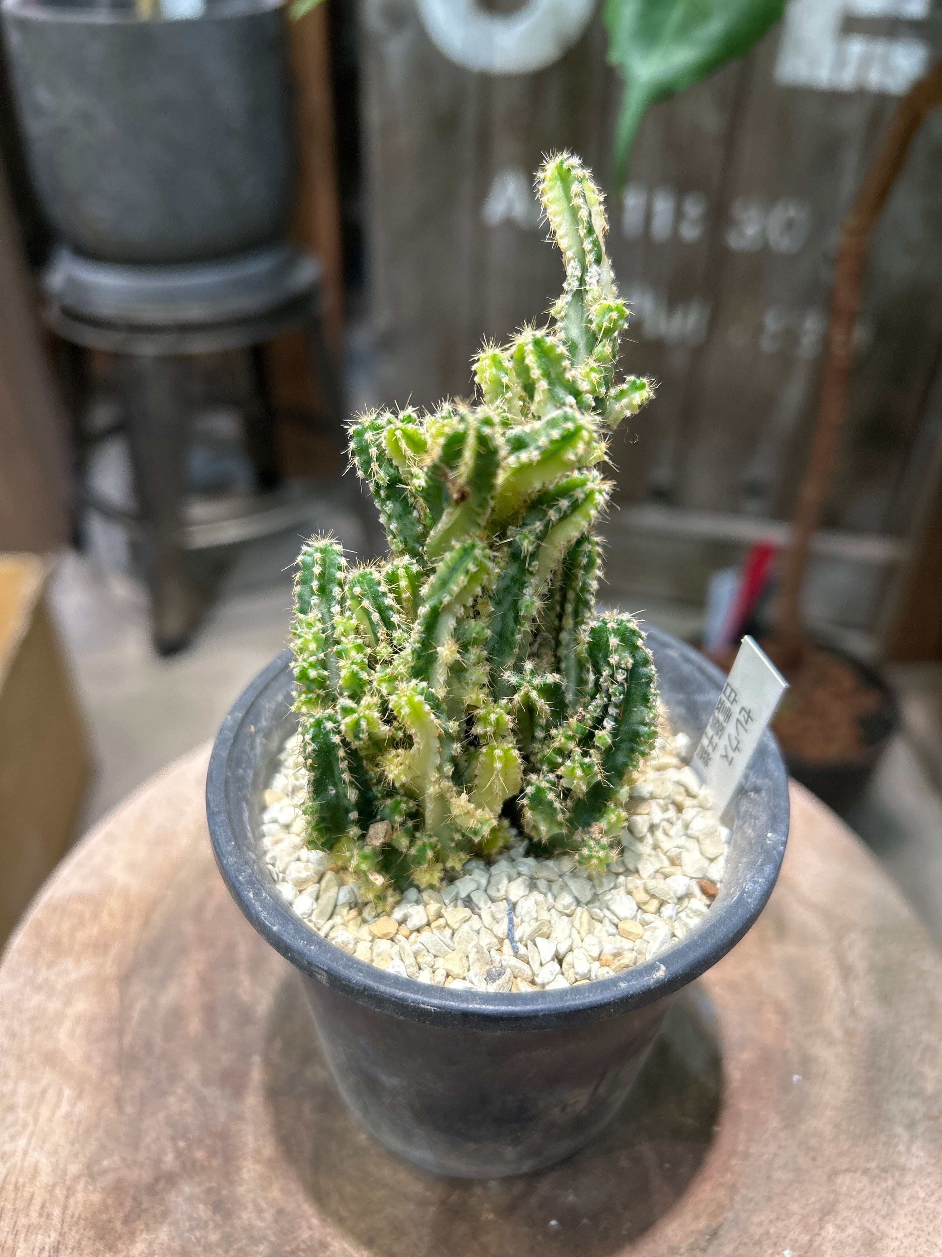 MIDORIYA 観葉植物専門店