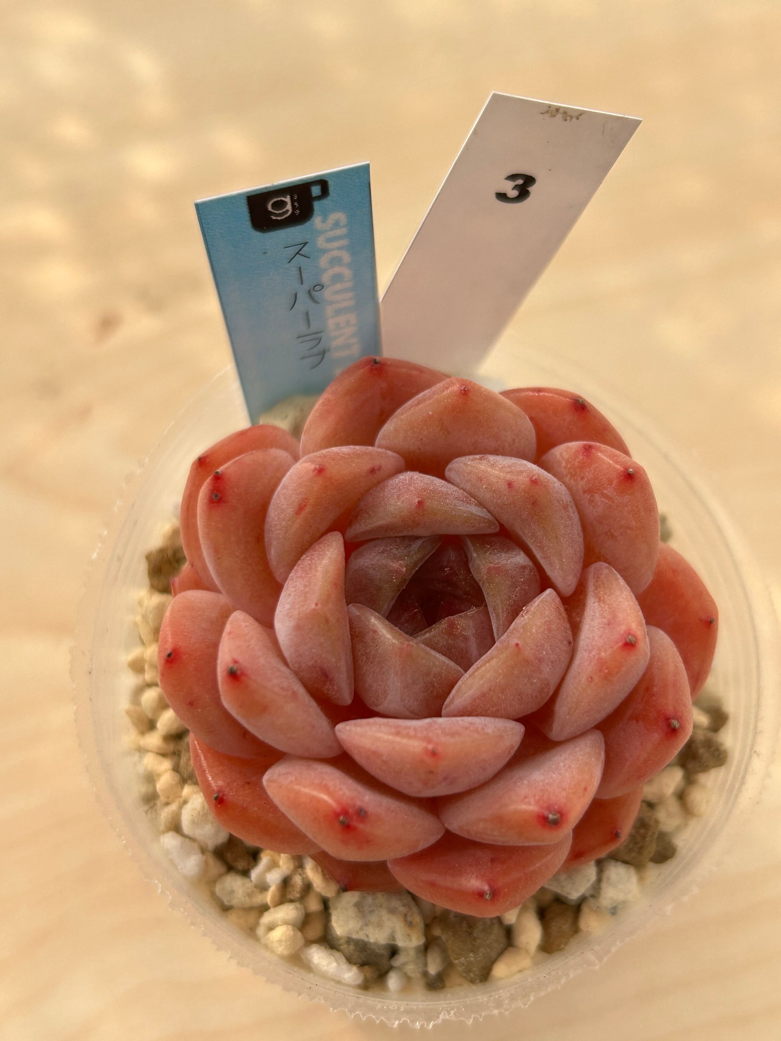 韓国苗 | 多肉植物食堂