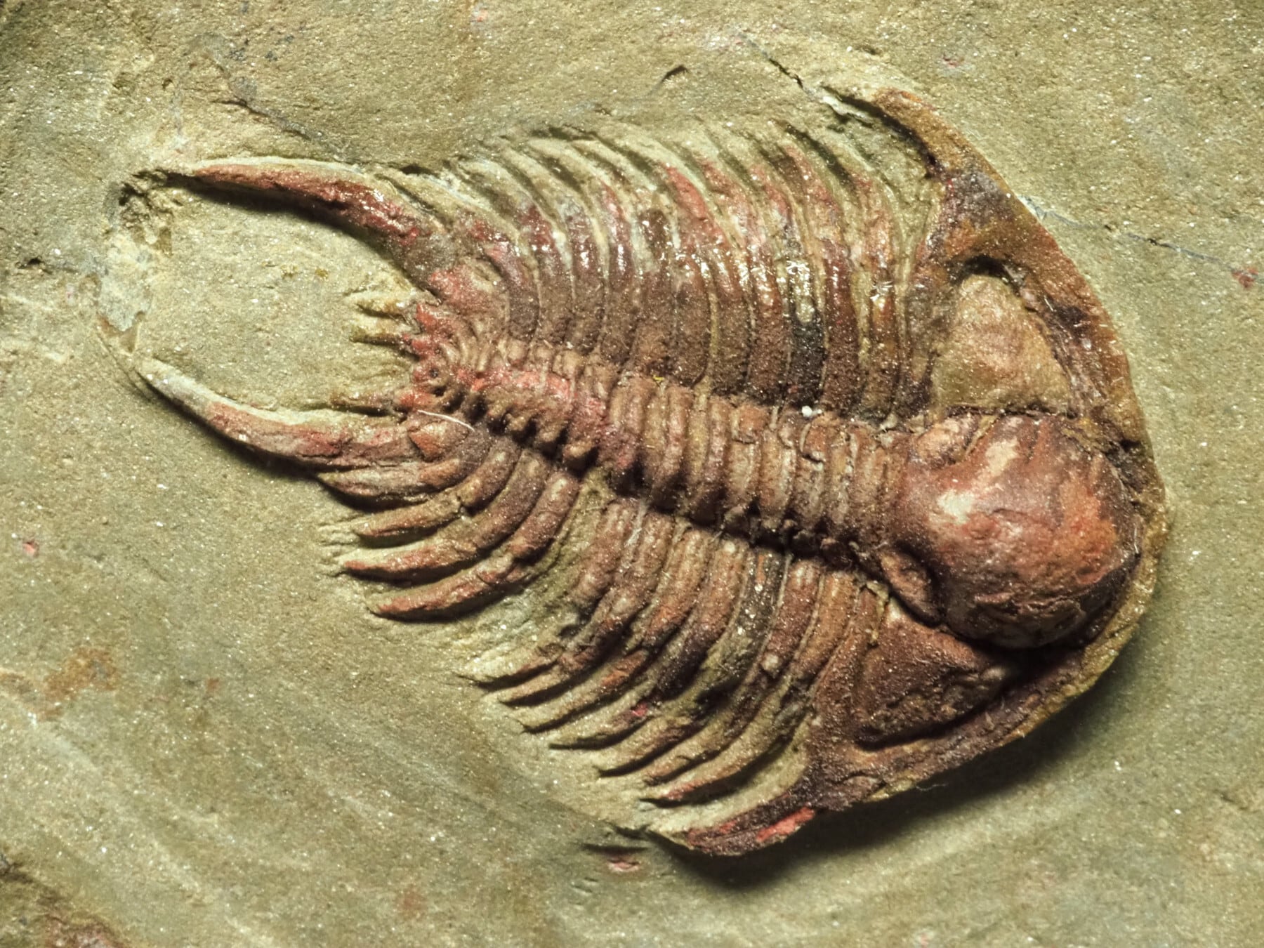 超レア希少種！三葉虫【Parvilichas marochii】【237 g】モロッコ王