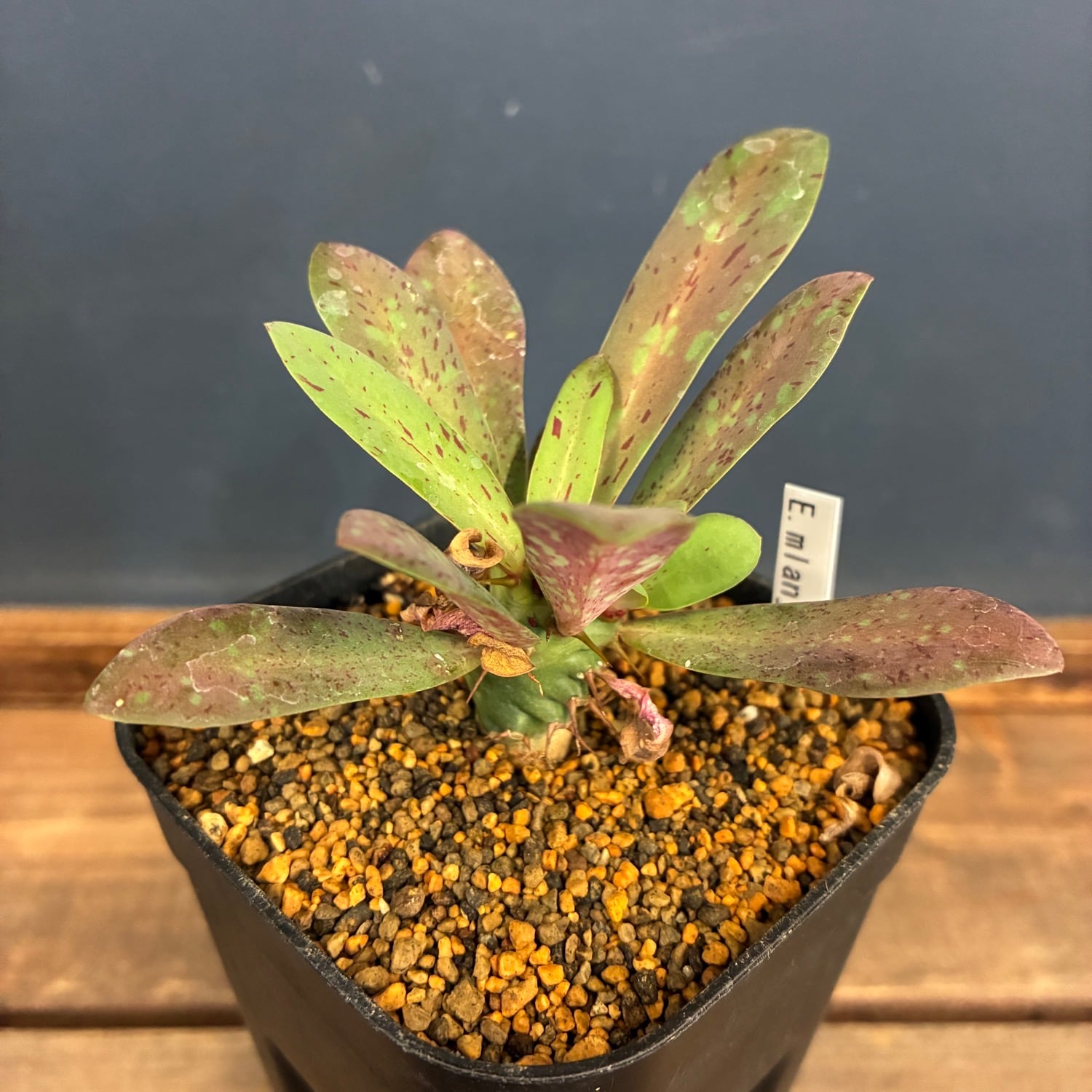 多肉植物 | PROTOLEAF プロトリーフ
