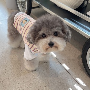 【PET】2色展開ボーダー柄のハーフジップノースリーブパーカー