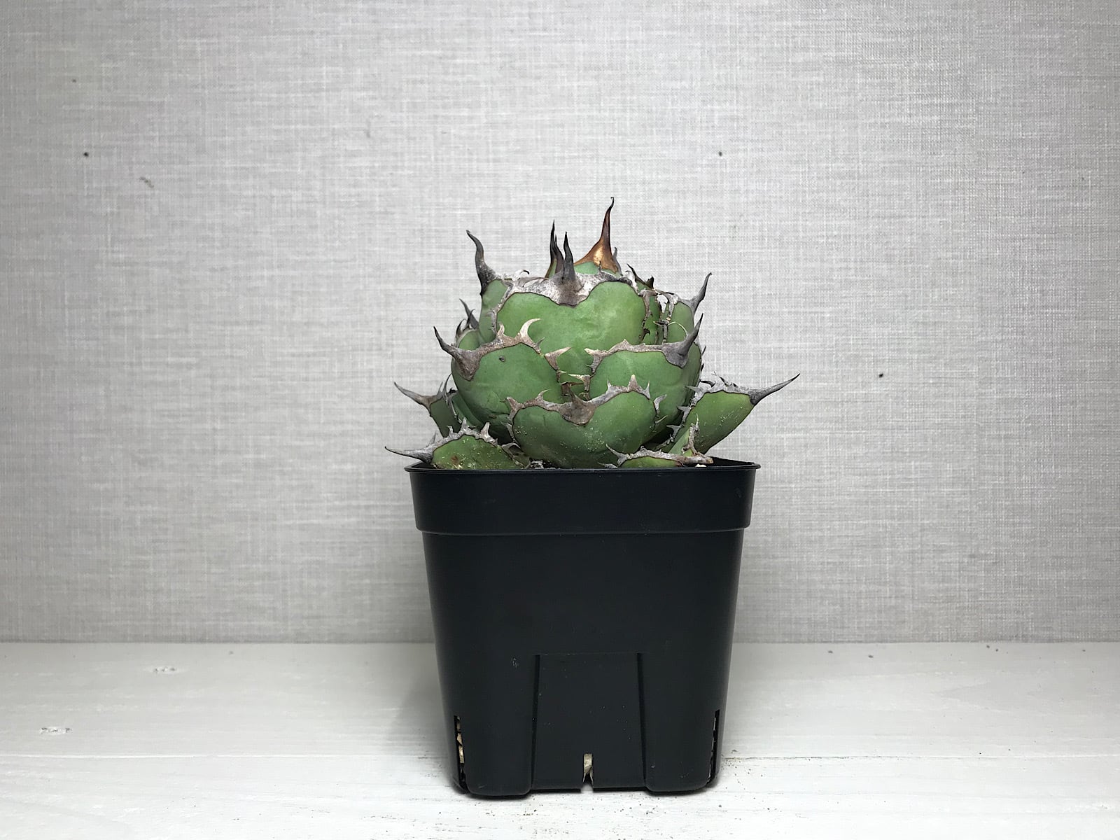 アガベ チタノタ パンダ