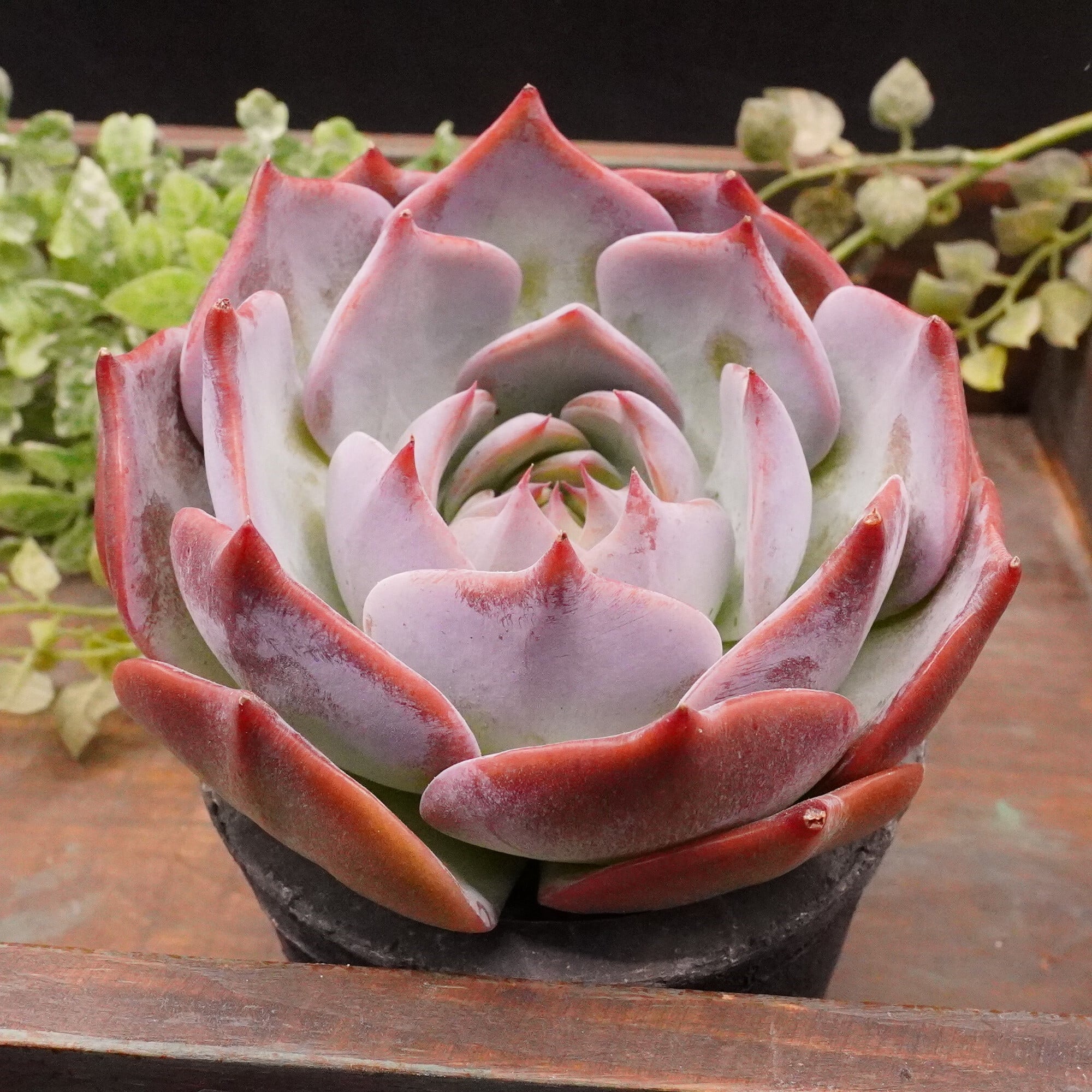 多肉植物 エケベリア カット苗 ソウルハート ソウル レア種 超美苗 