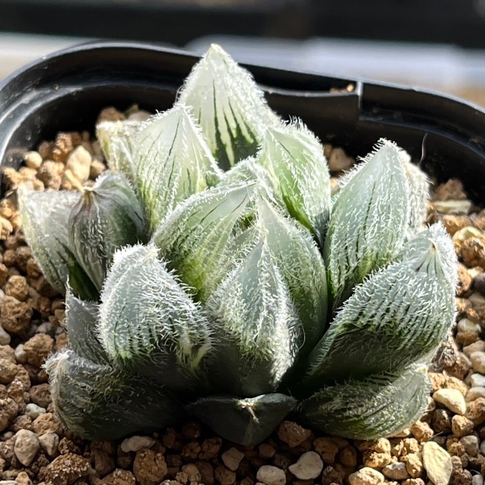 ハオルチア 九尾狐錦 | mocono_plants ○Fareal○ ハオルチア D 105 九尾狐
