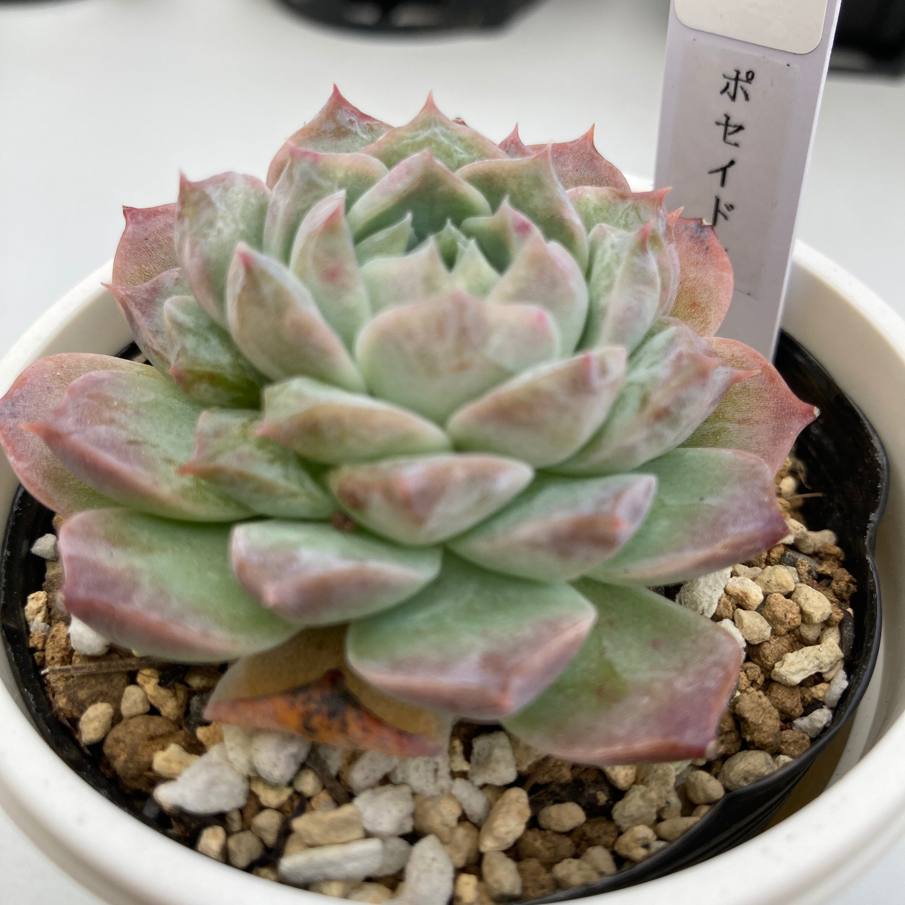 Top【選抜株】多肉植物　7189ポセイドン　35個　鉢無し/脱土 現物商品】ポセイドン 2.5号サイズ | 多肉植物研究所