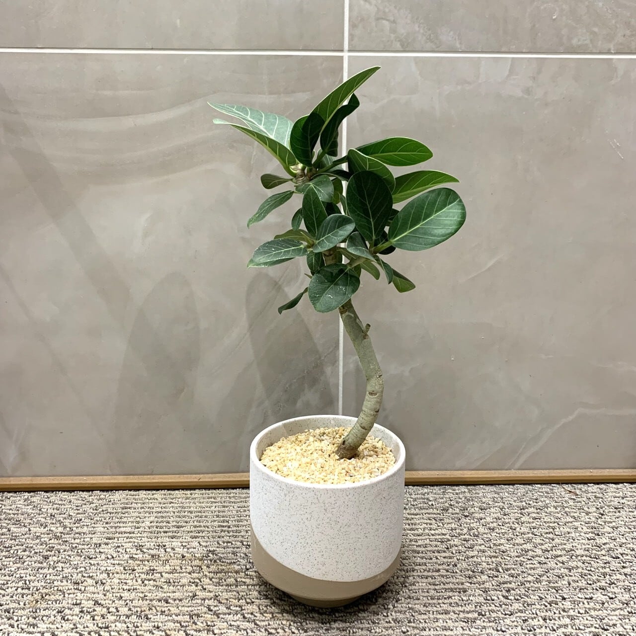 一点もの【ベンガルゴム】｜観葉植物｜ゴムの木｜ゴムノキ｜ベンガル