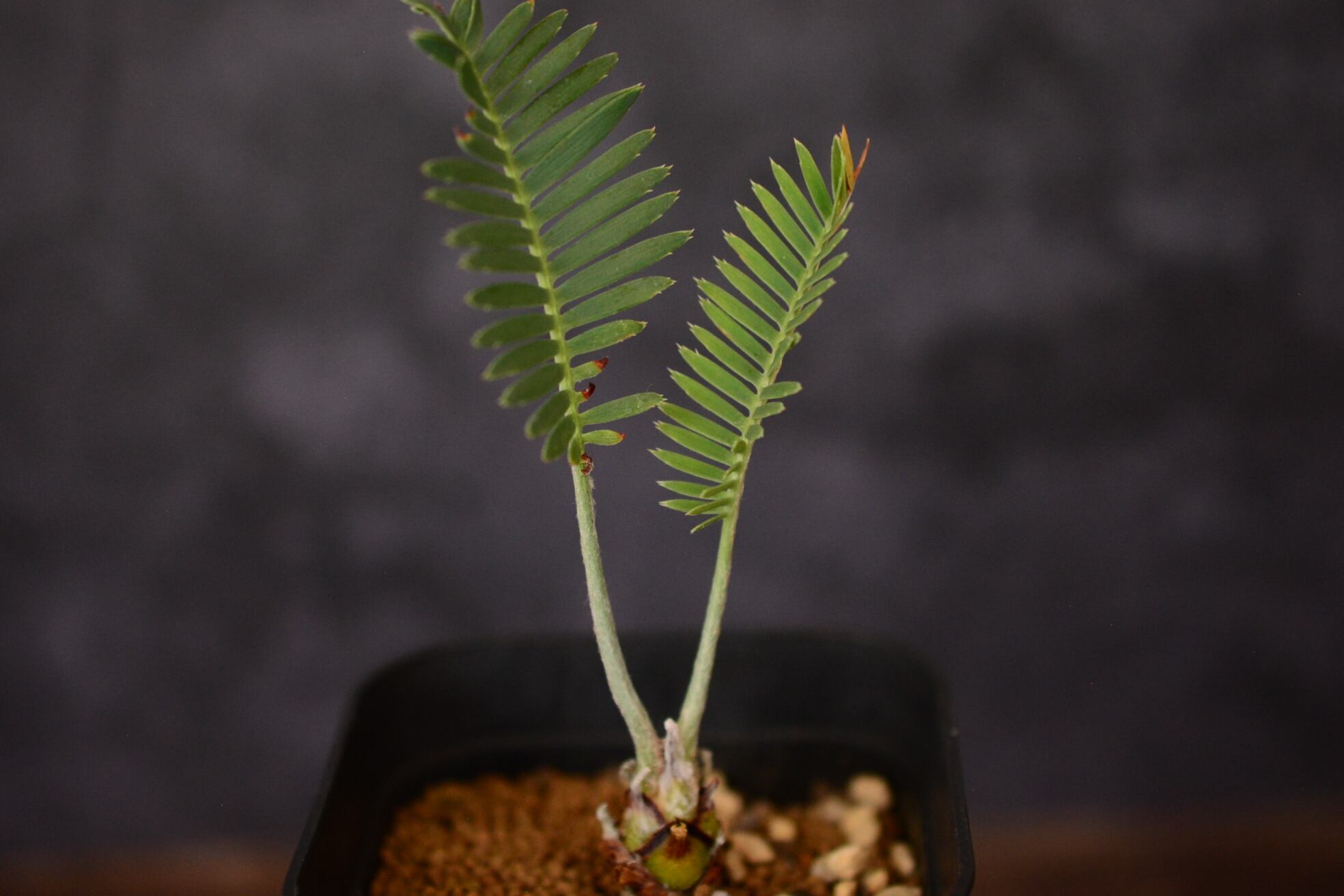 ディオーン スピヌローサム 現品】サイカス・ディオーン