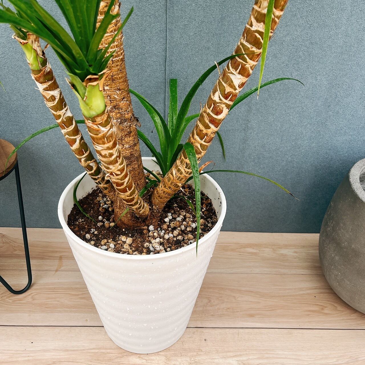 現品］【希少】10番 ドラセナ カンボジアーナ 10号 観葉植物 レア 室内