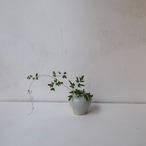 青みがかった花瓶