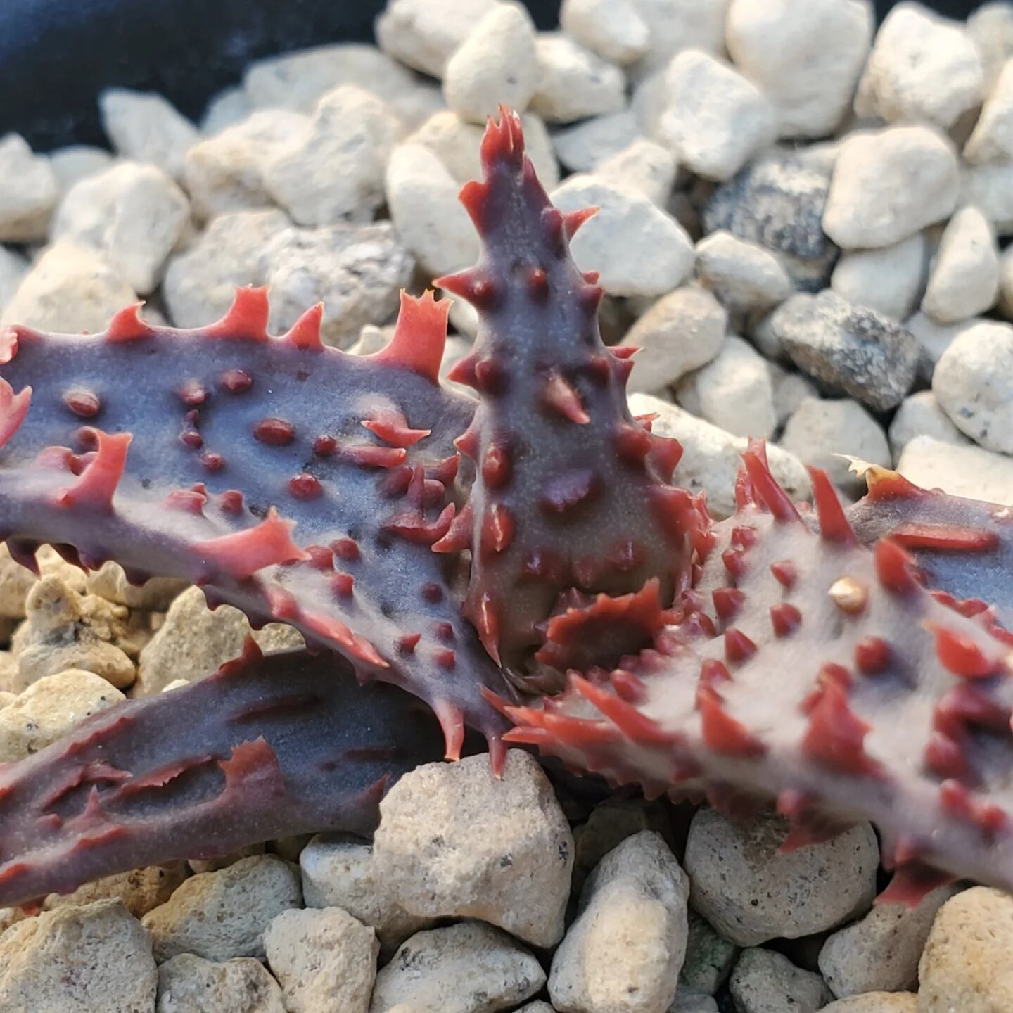 F00524_Aloe 'Glorious Dragon'（TCT）：アロエ・グロリアスドラゴン