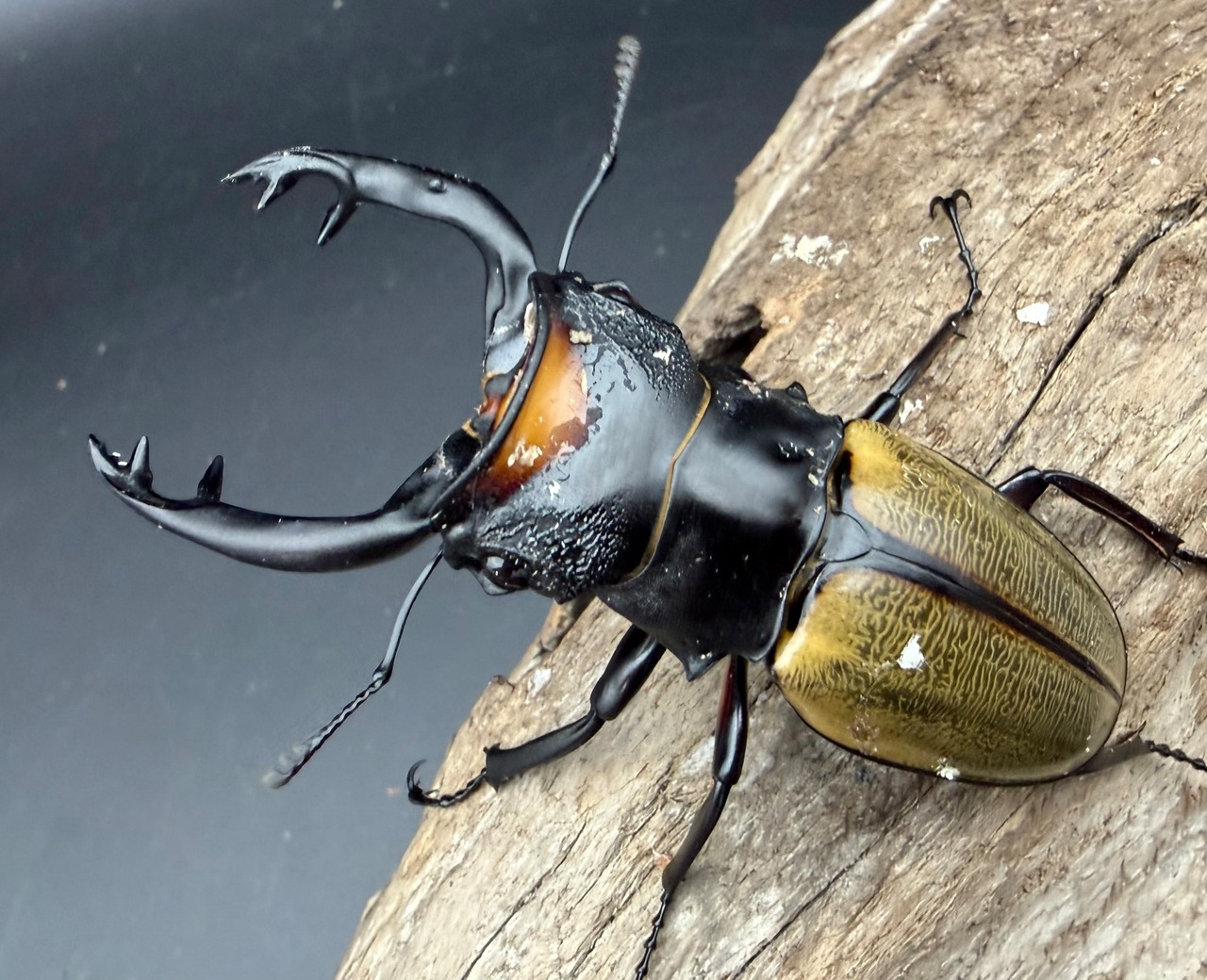 【WD】《スペクタビリスツヤクワガタ 74.5mm ペア》